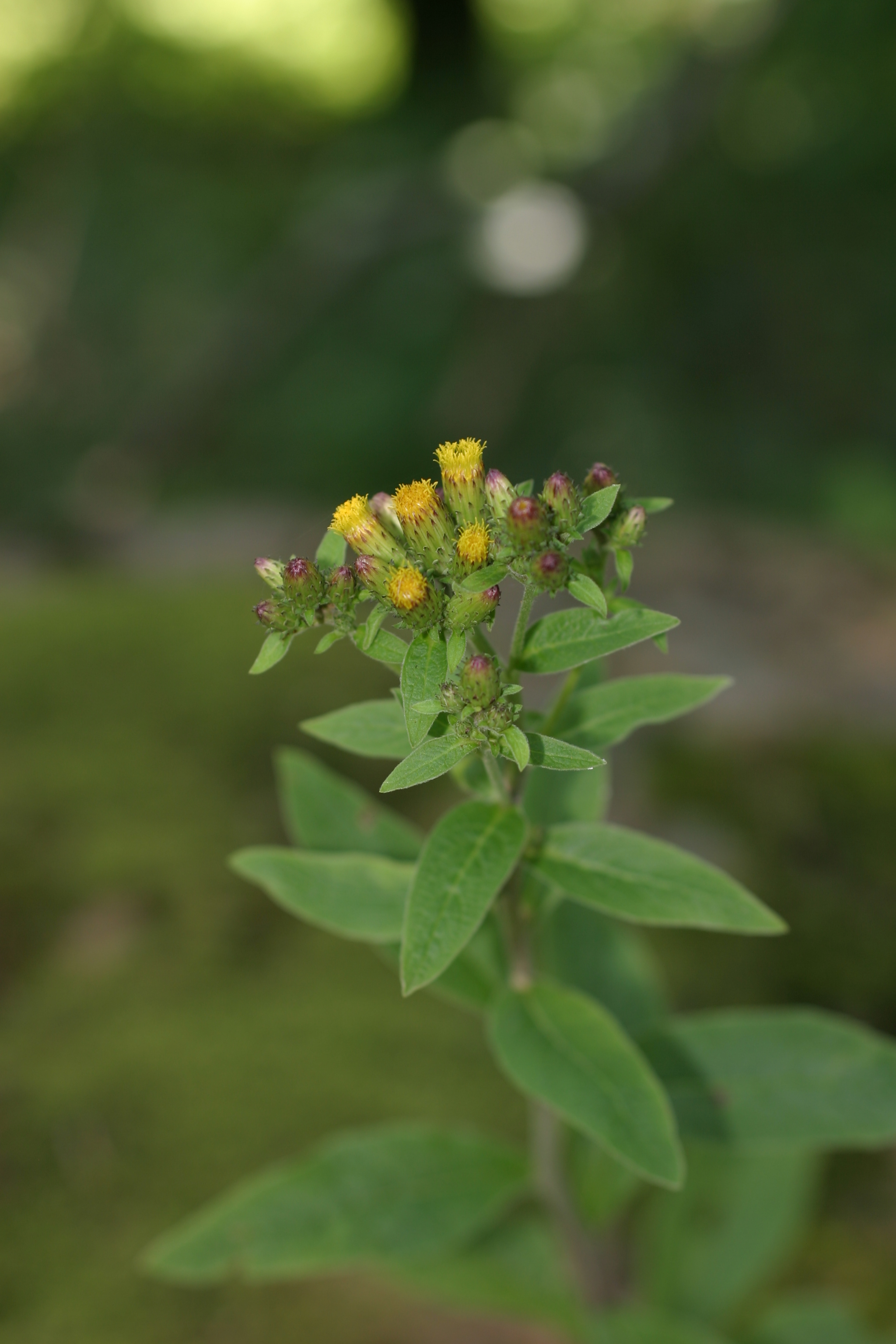 28082013212207 1690 art 1264 inula conyza klausen img 2415 7