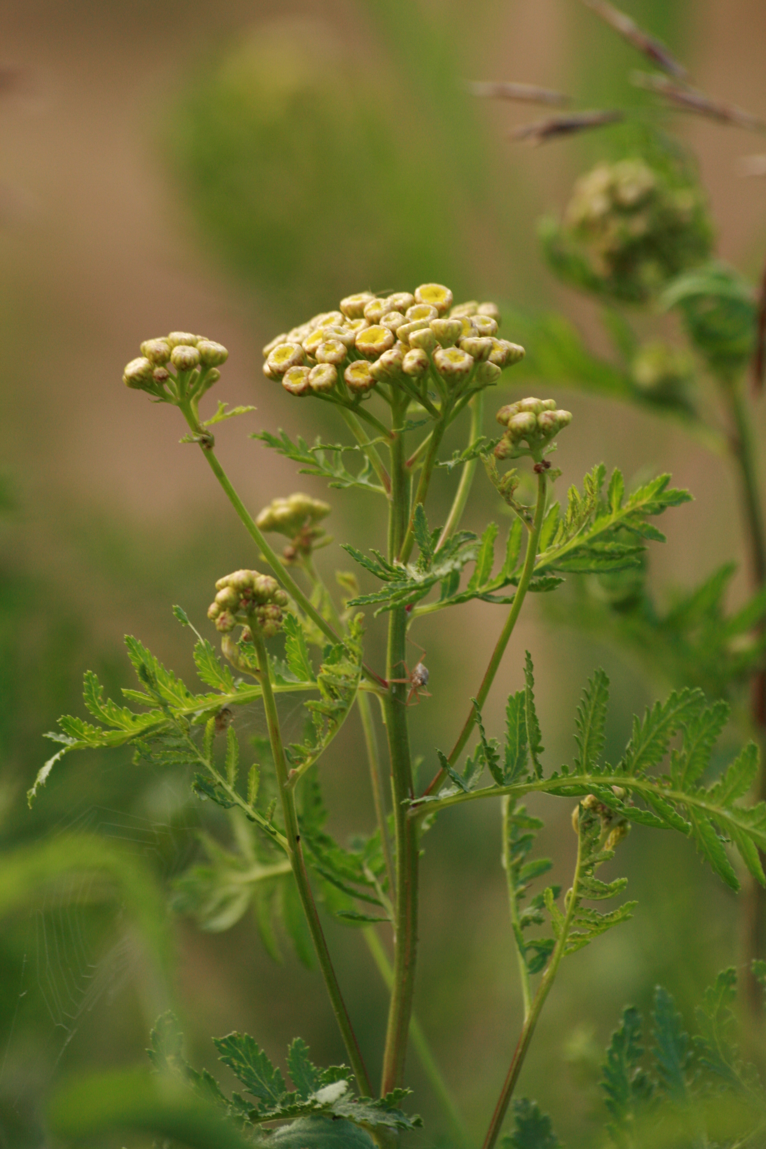 28082013212411 1691 art 1266 tanacetum vulgare st johann i h grosschedlmuhle 23 67