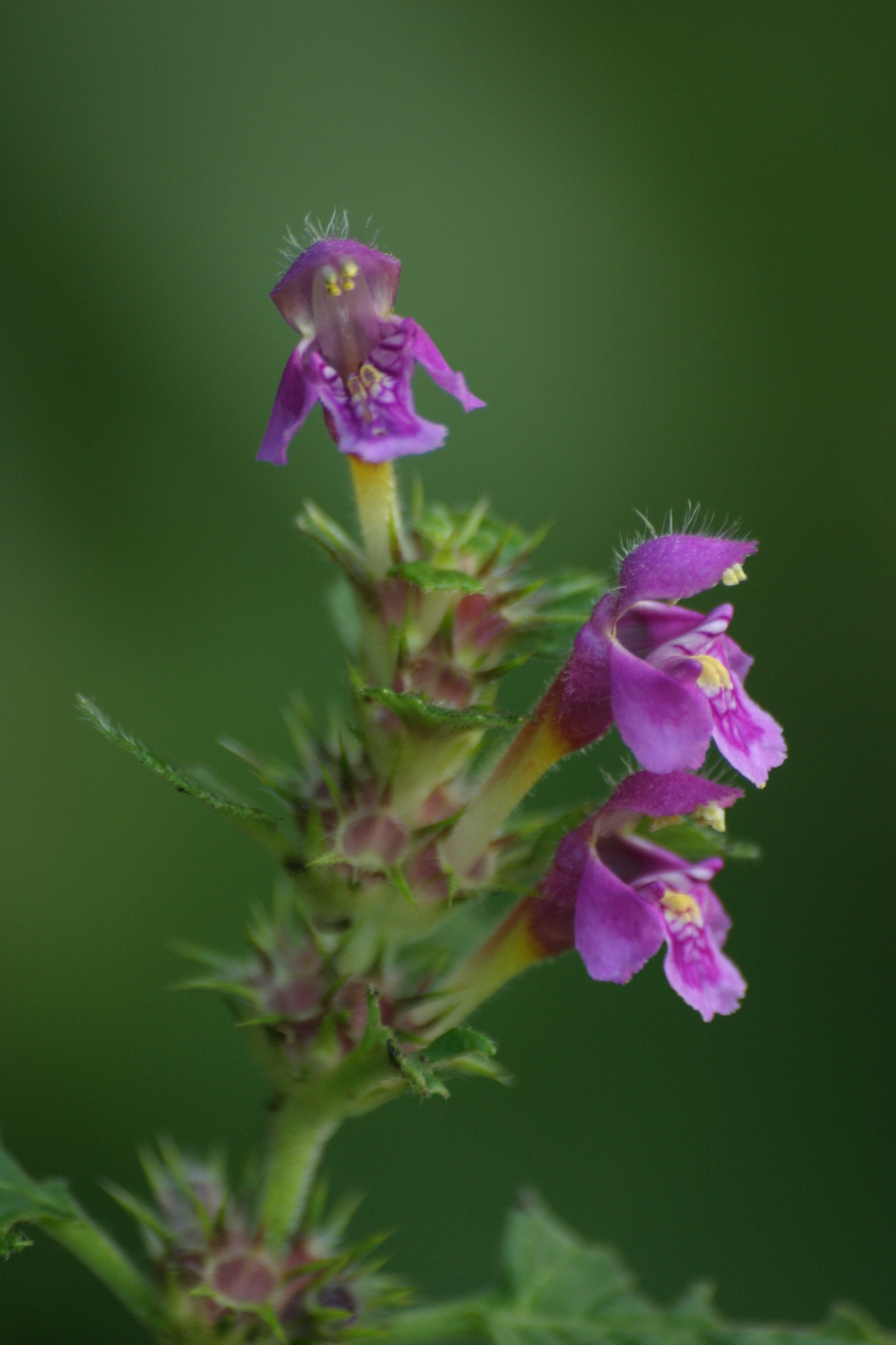 28082013213458 1692 art 1262 galeopsis pubescens burgfried img 4219 5