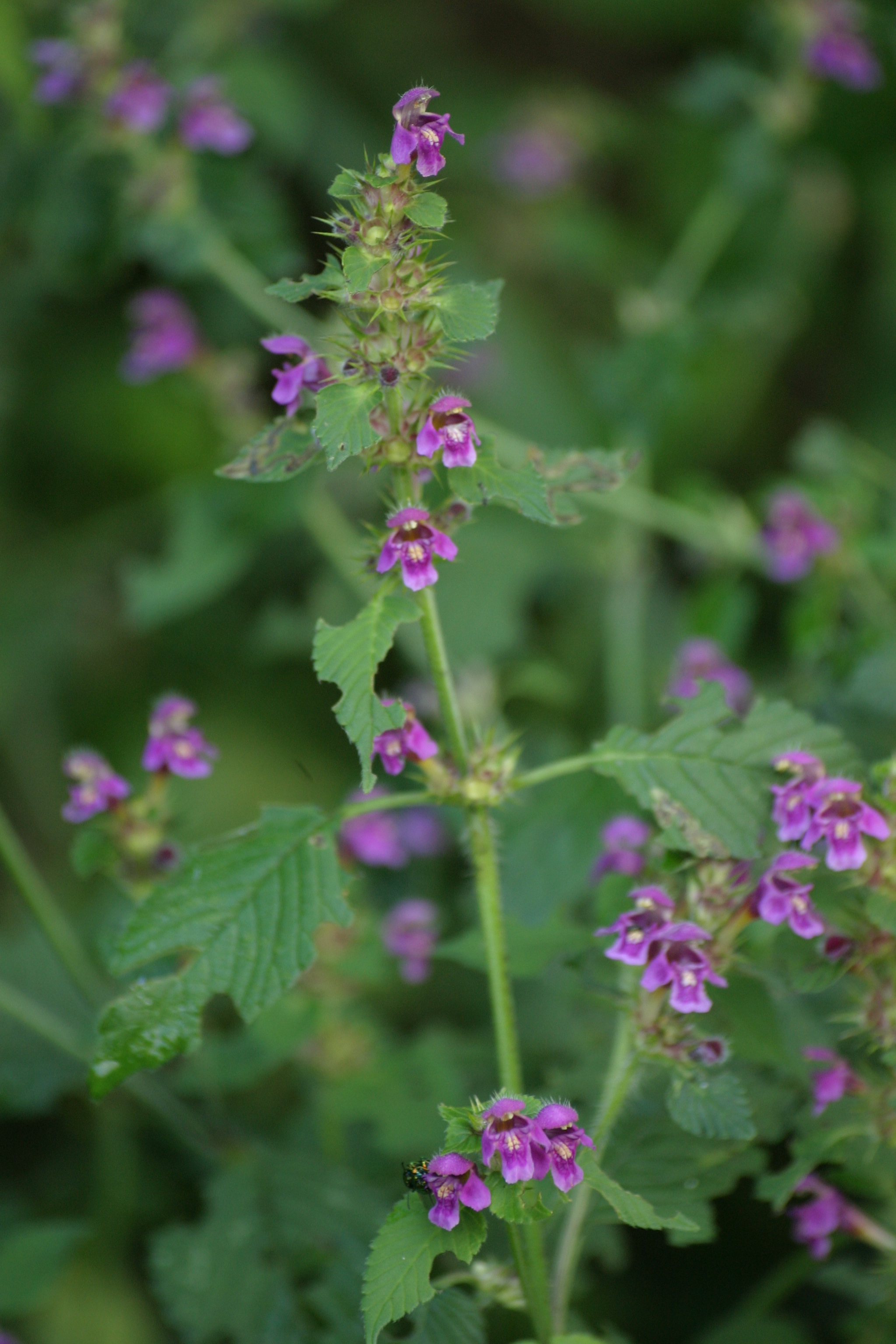 28082013213841 1693 art 1262 galeopsis pubescens burgfried img 4219 10