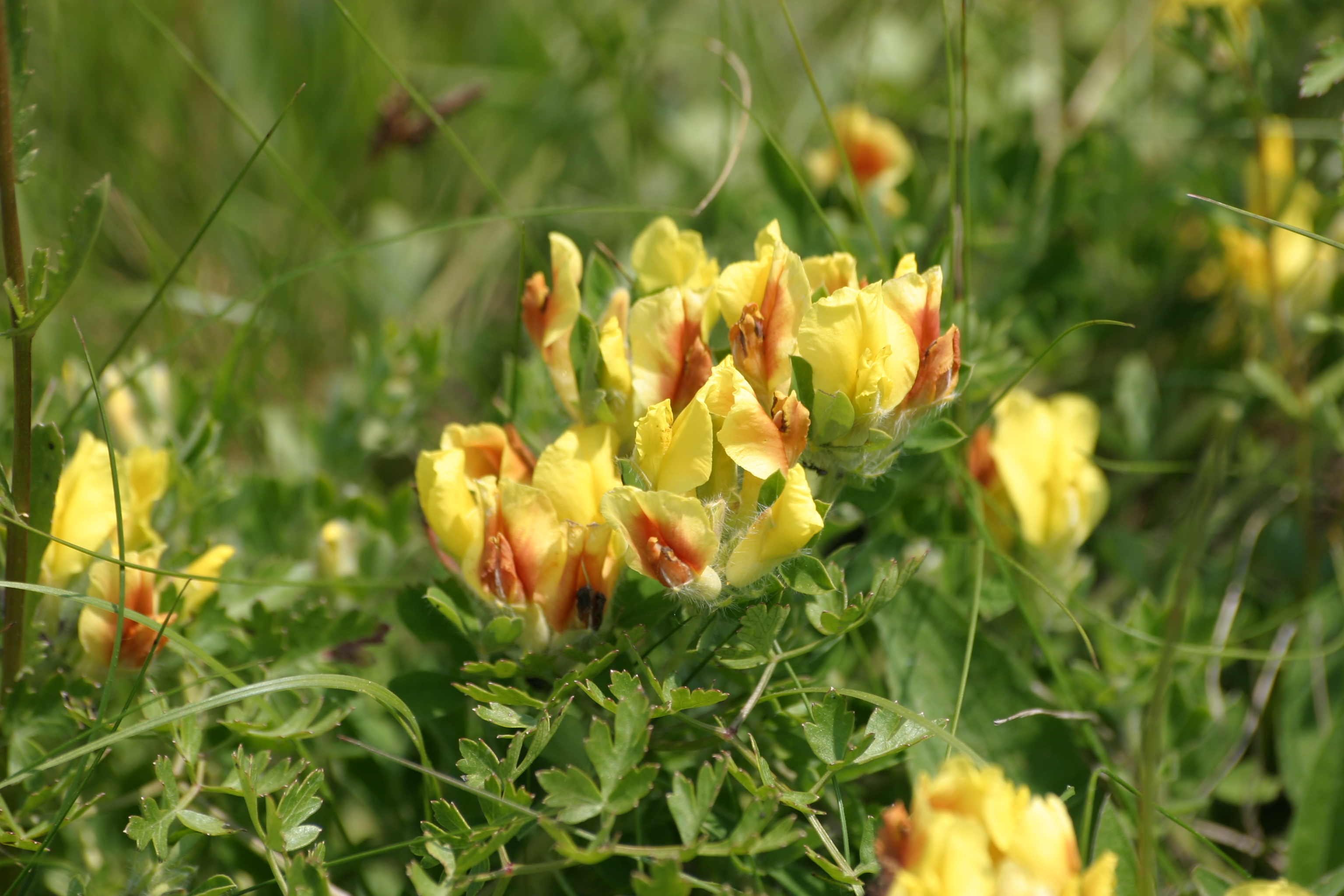 28082013215116 1695 art 1257 chamaecytisus supinus img 0202 3