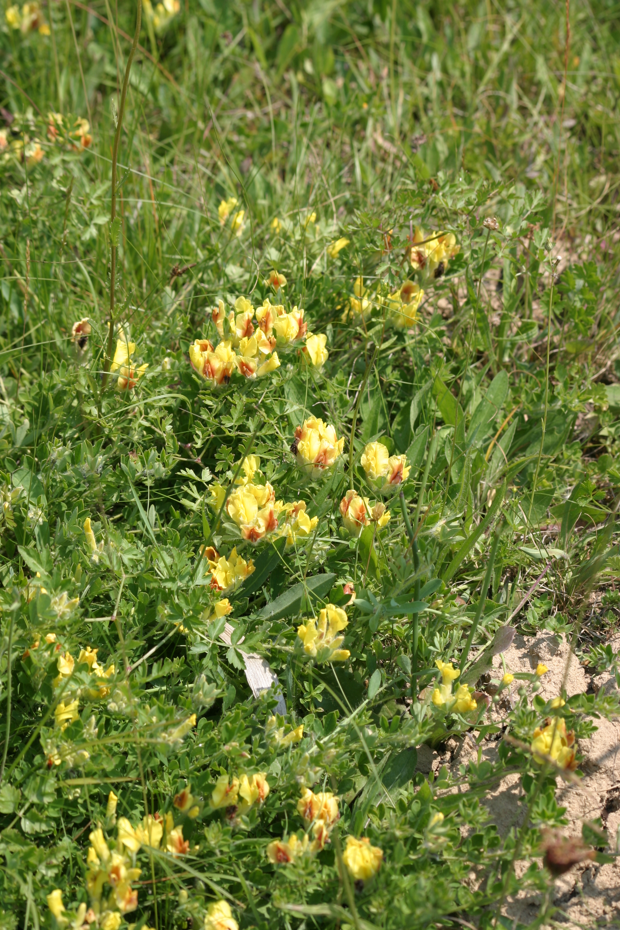 28082013220036 1696 art 1257 chamaecytisus supinus img 0202 4