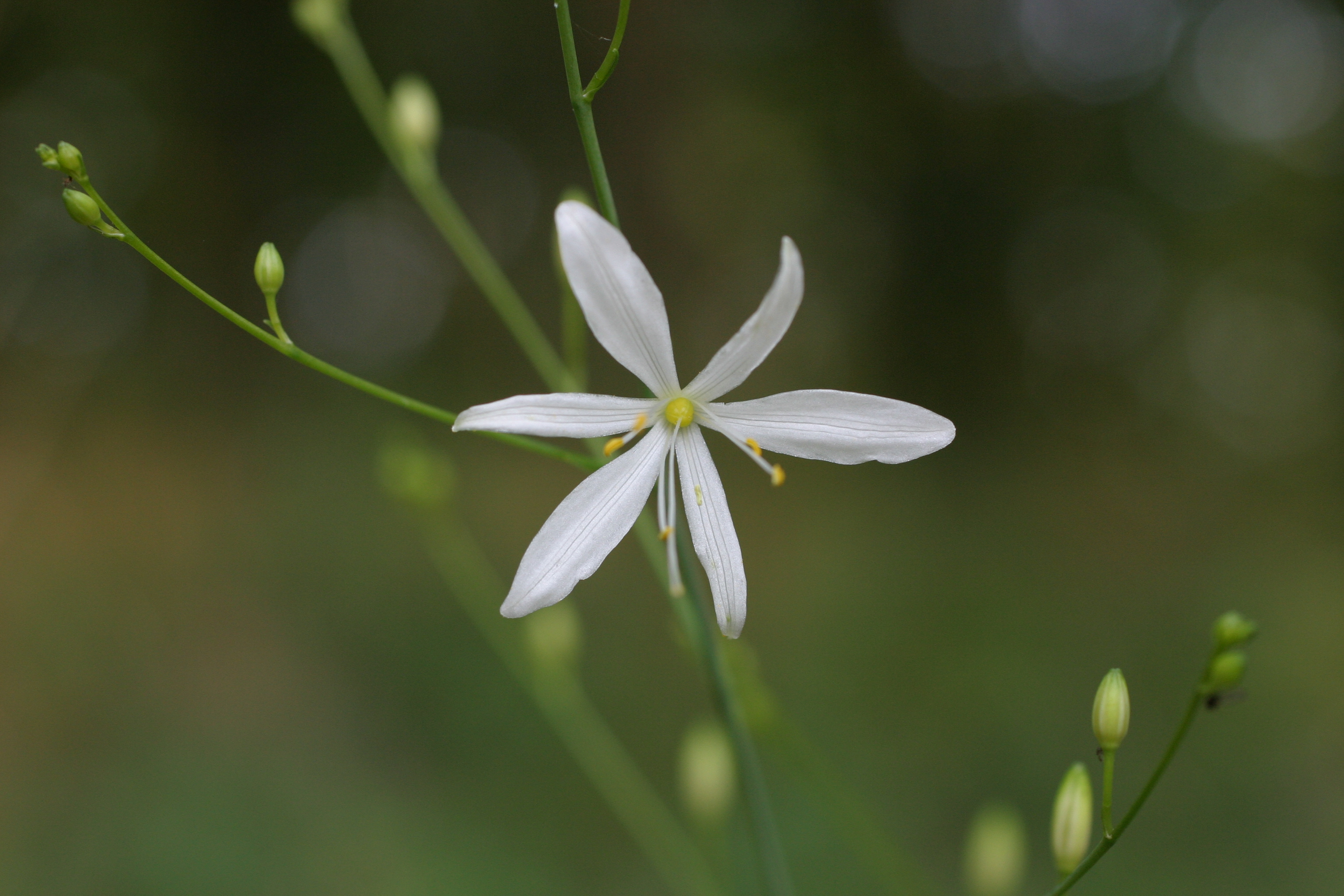 28082013220429 1697 art 1256 anthericum ramosum img 1095