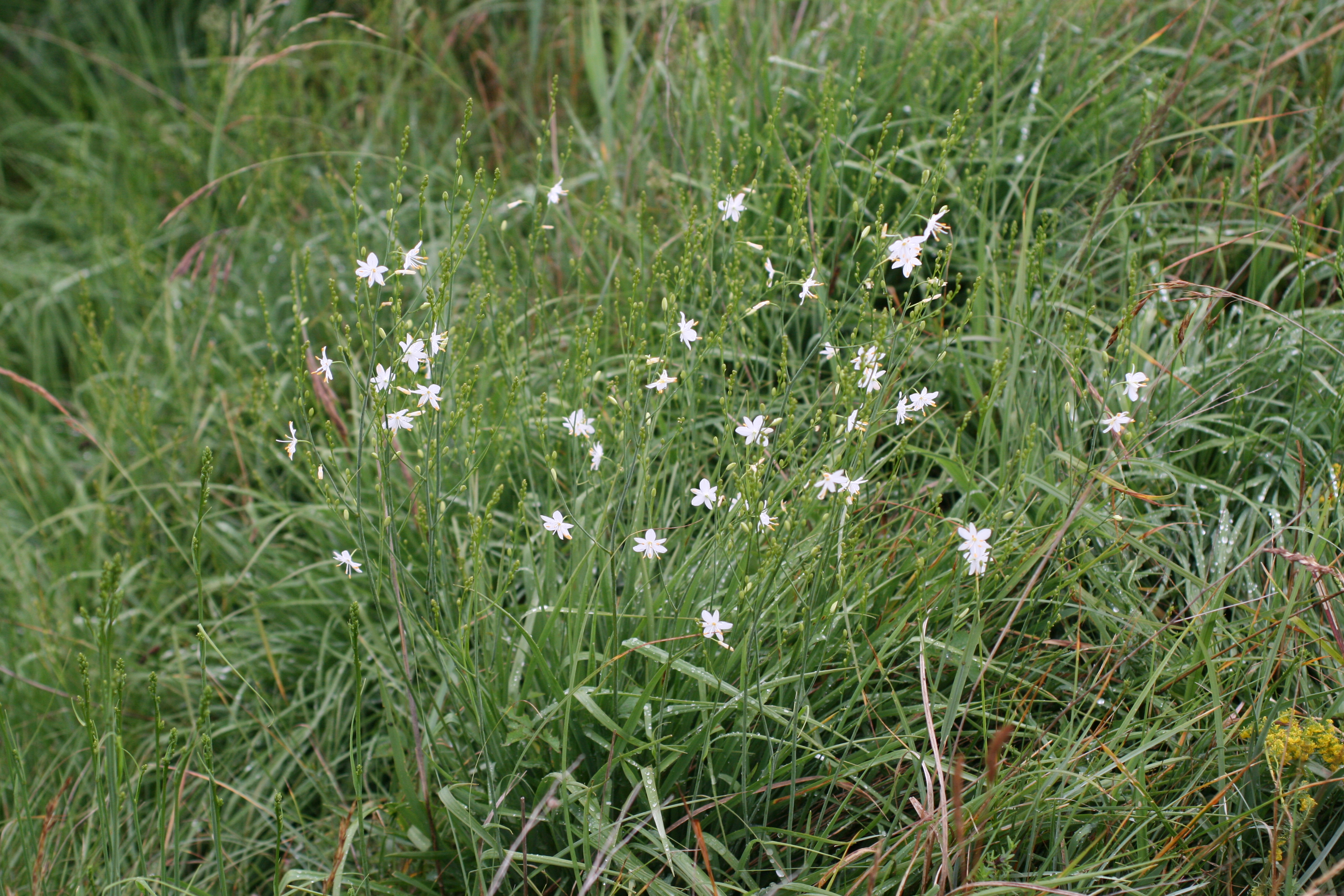 28082013221937 1698 art 1256 anthericum ramosum loretto bgld frauenwiesen 67 3