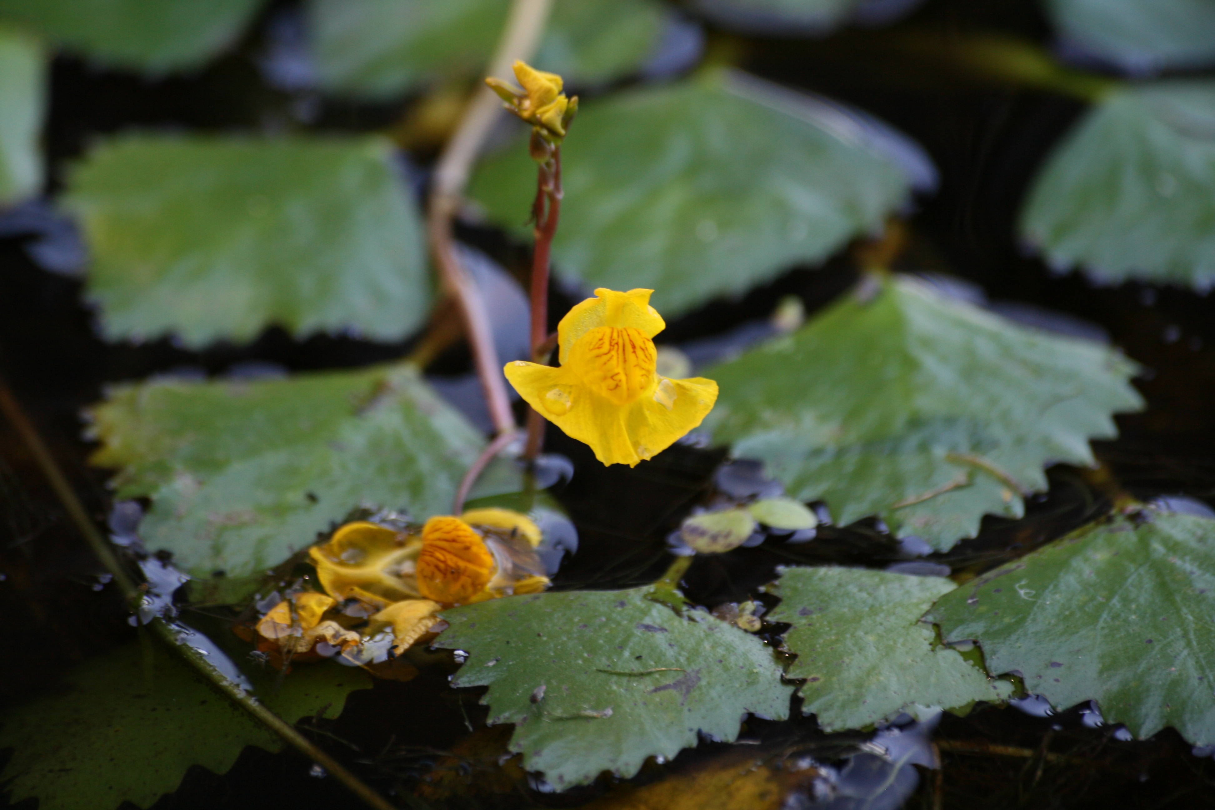 28082013223417 1699 art 1255 utricularia australis agg neudau 01 7