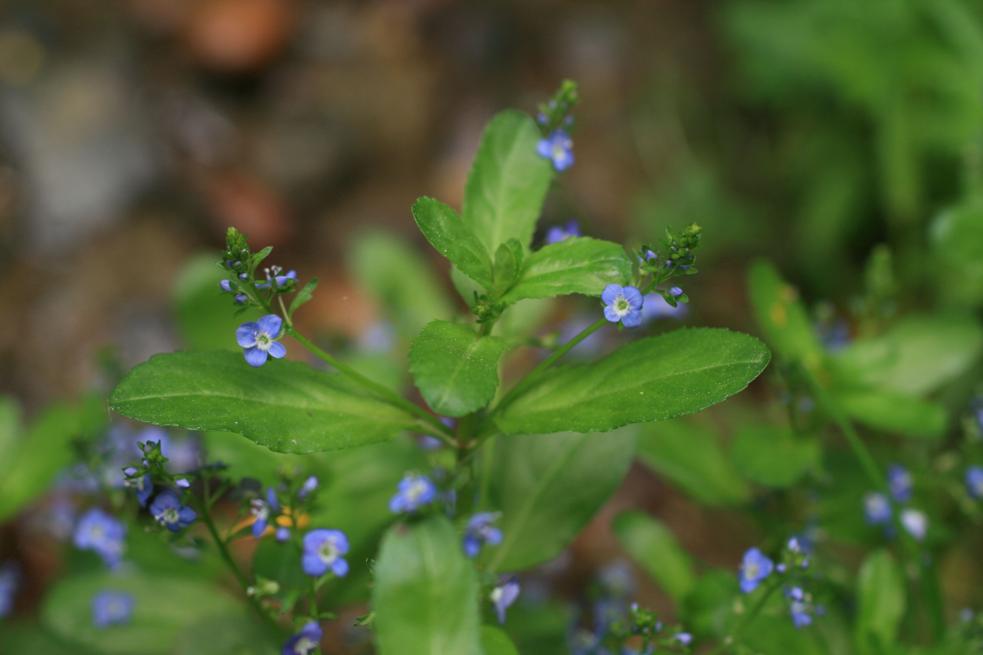 28082013234105 1701 art 1254 veronica beccabunga kirchbgteiche img 7908 3