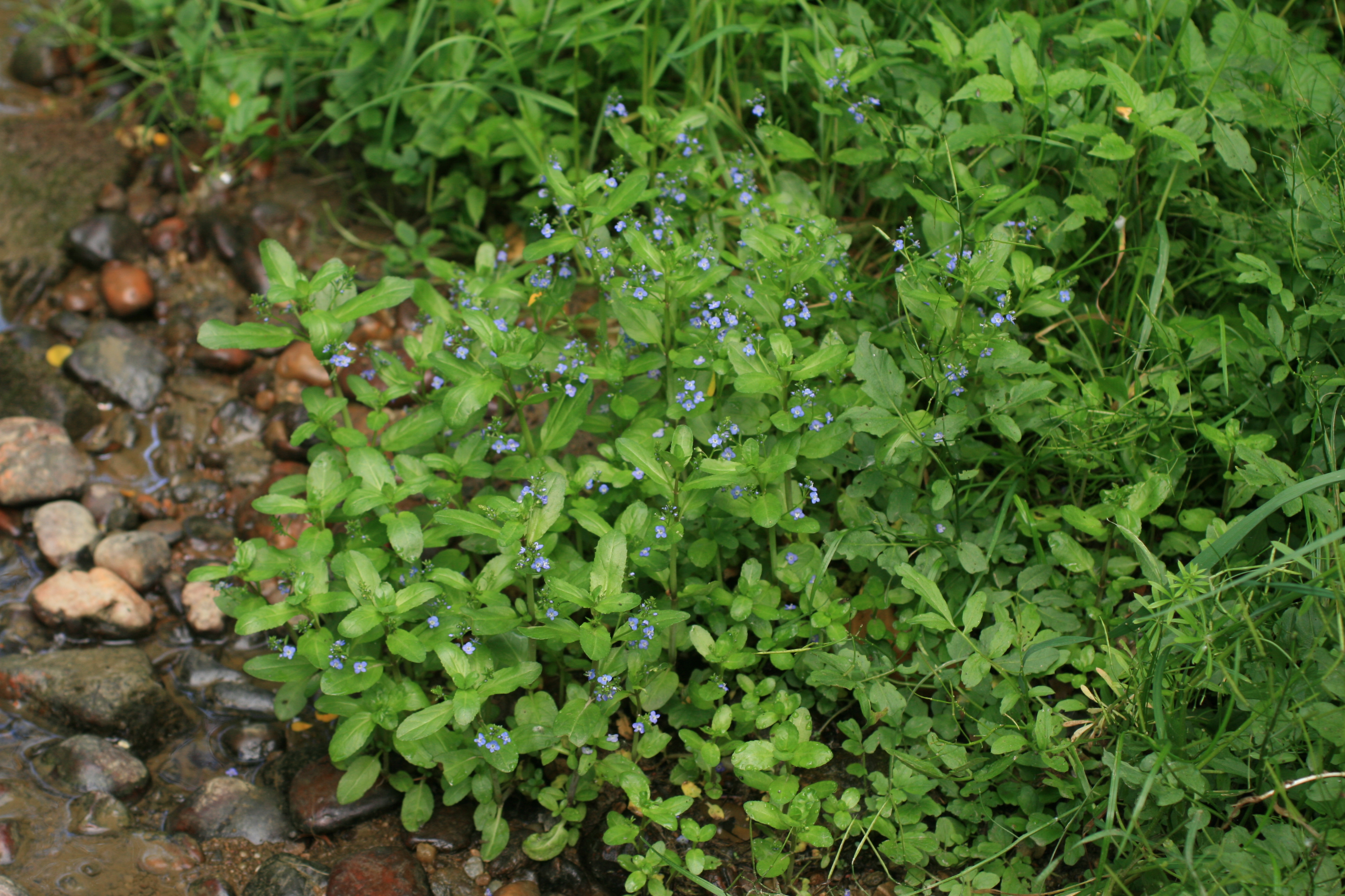 28082013234500 1702 art 1254 veronica beccabunga kirchbgteiche img 7908 2