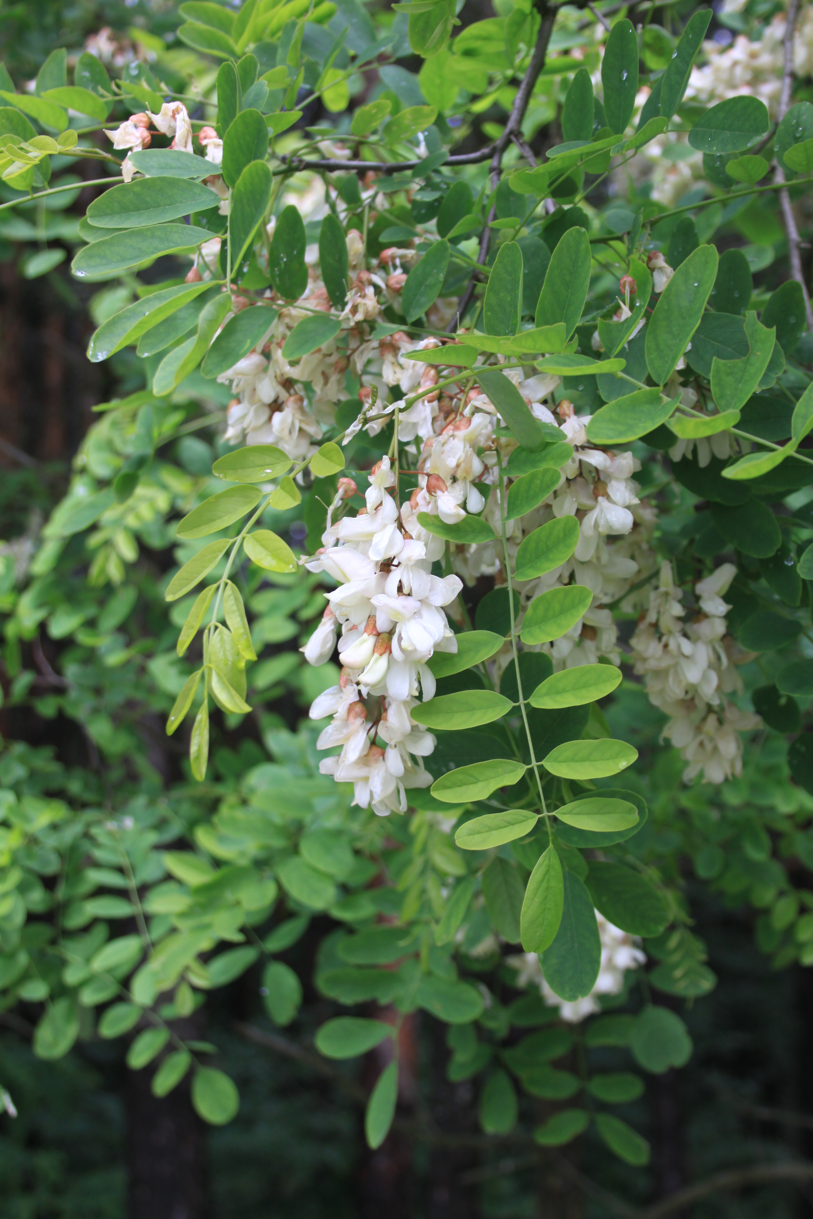 28082013234732 1703 art 1243 robinia pseudacacia orfalu Orseg ungarn 340 3
