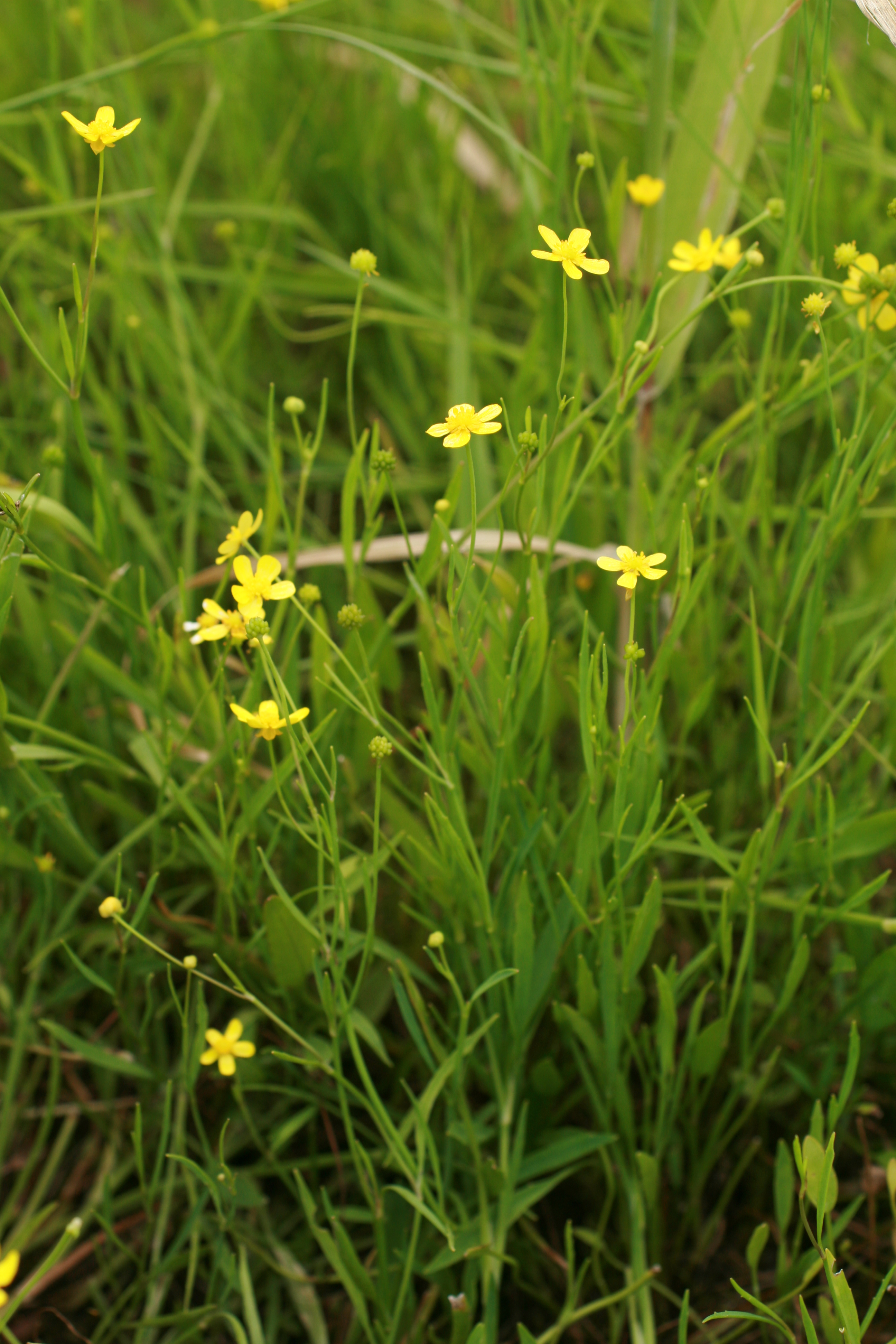 28082013235714 1704 art 1240 ranunculus flammula worth a lafnitz bild 001 65