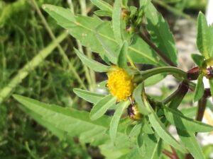 28082017175053 3029 art 1100 img 20170828 122659