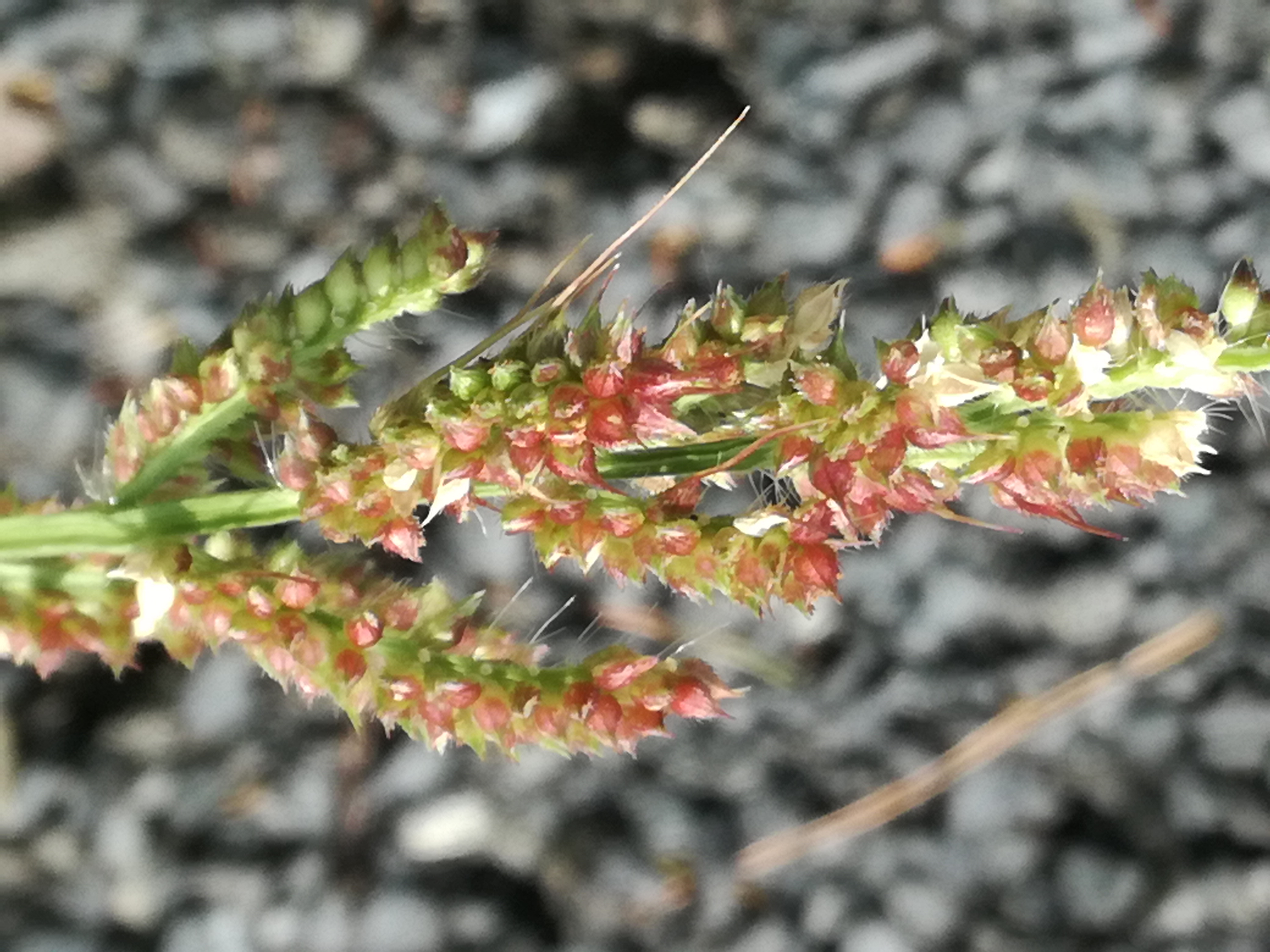 28082017175325 3030 art 711 img 20170828 122739