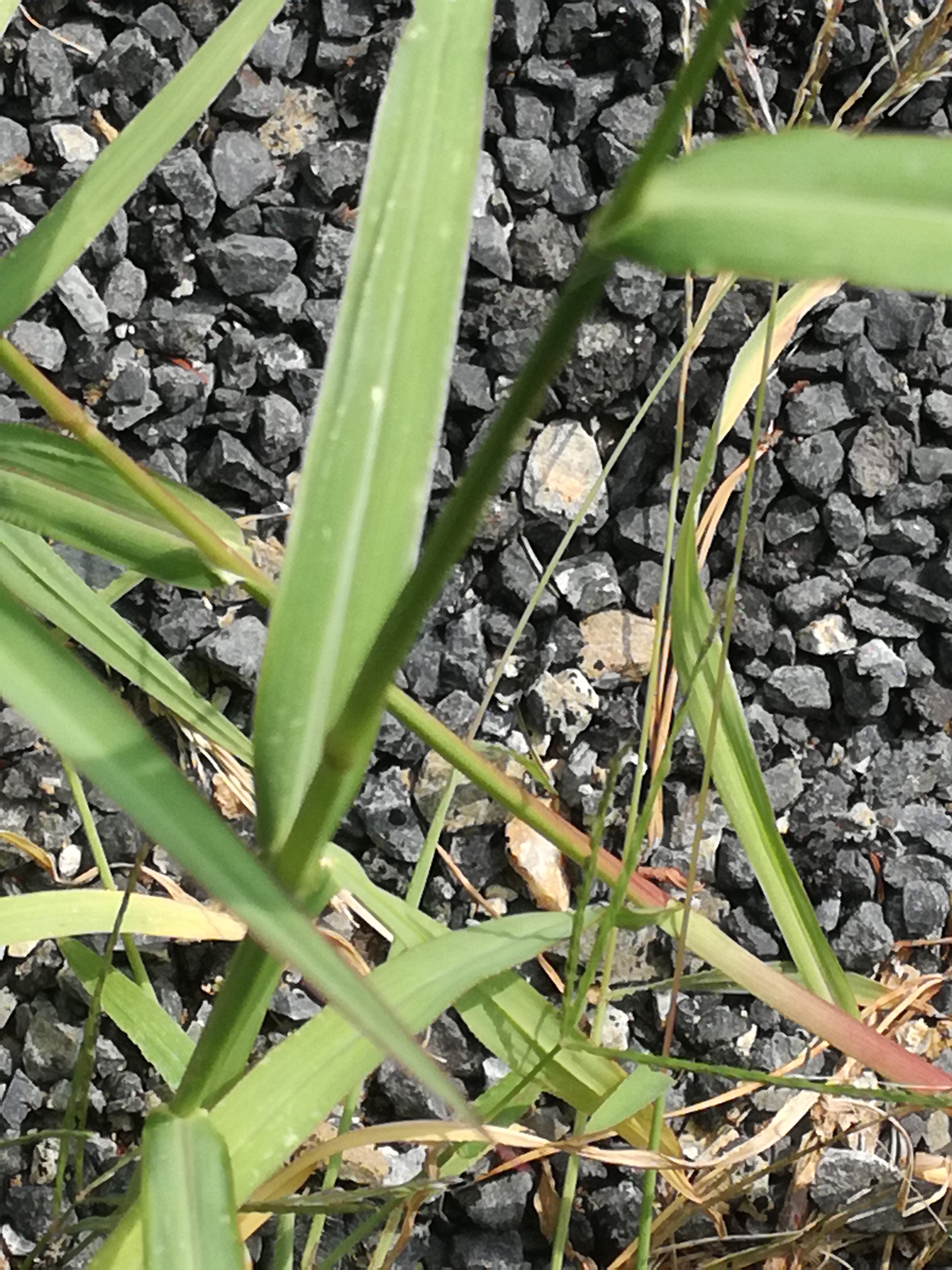 28082017175701 3031 art 711 img 20170828 122800