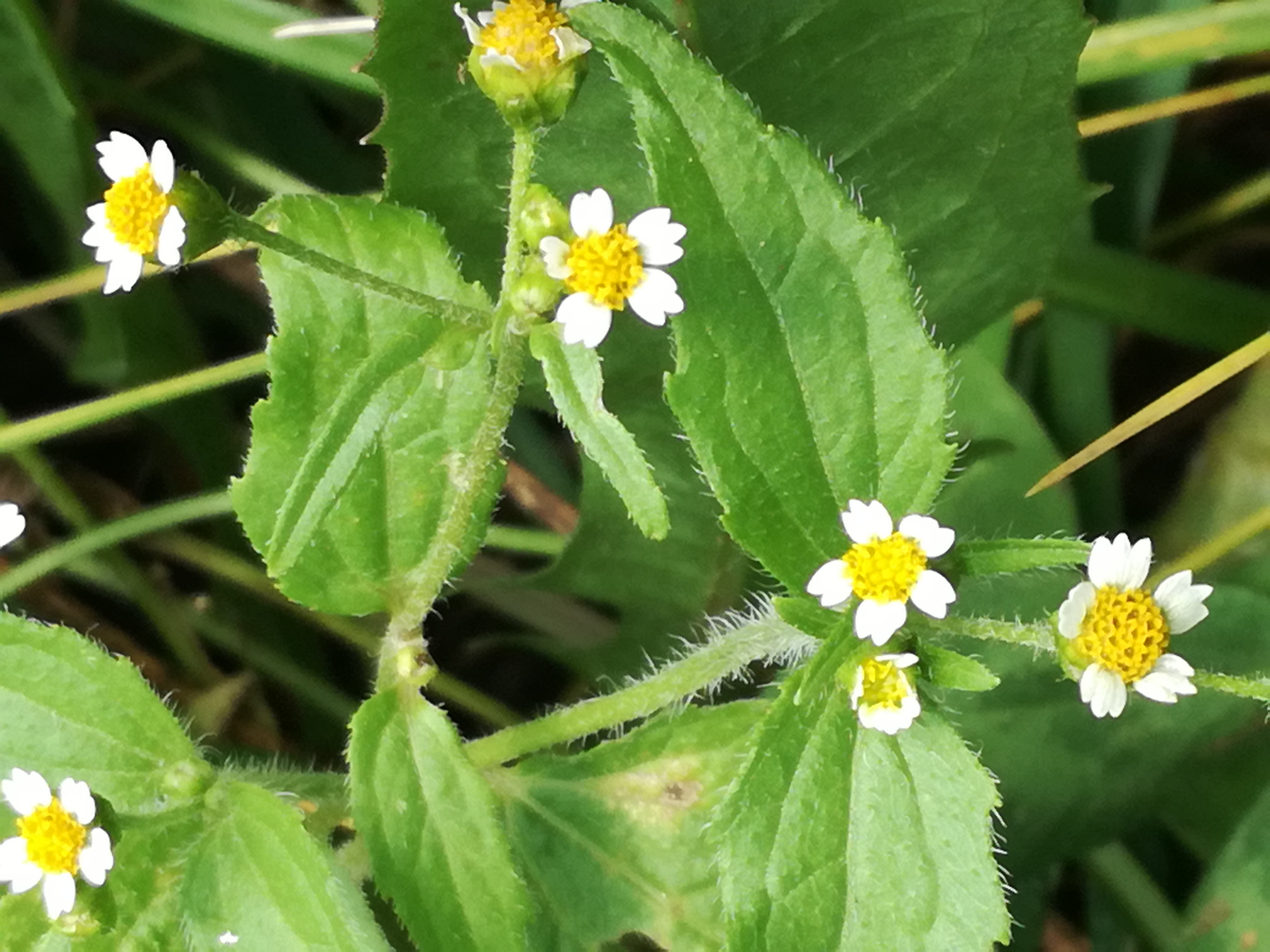 28082017181221 3032 art 1829 img 20170828 123110