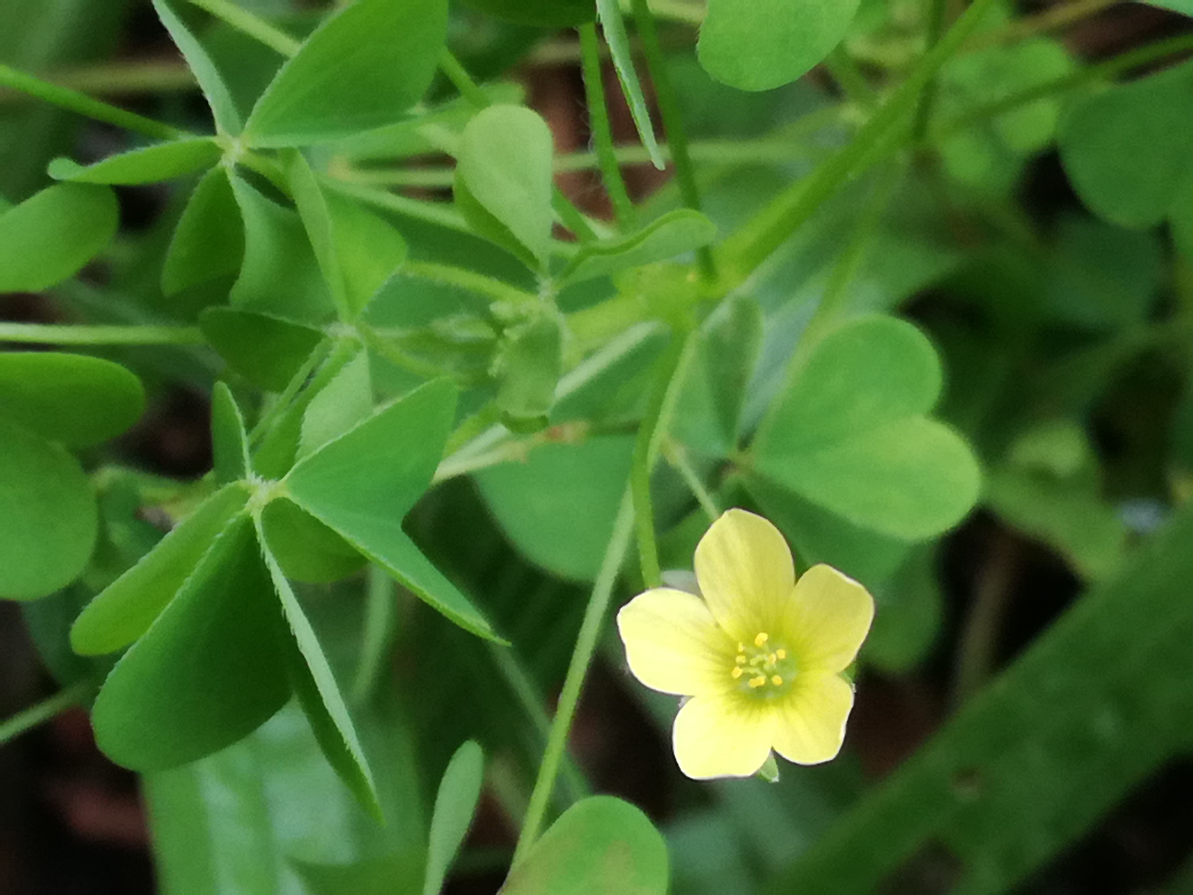 28082017182739 3033 art 1830 img 20170828 123704