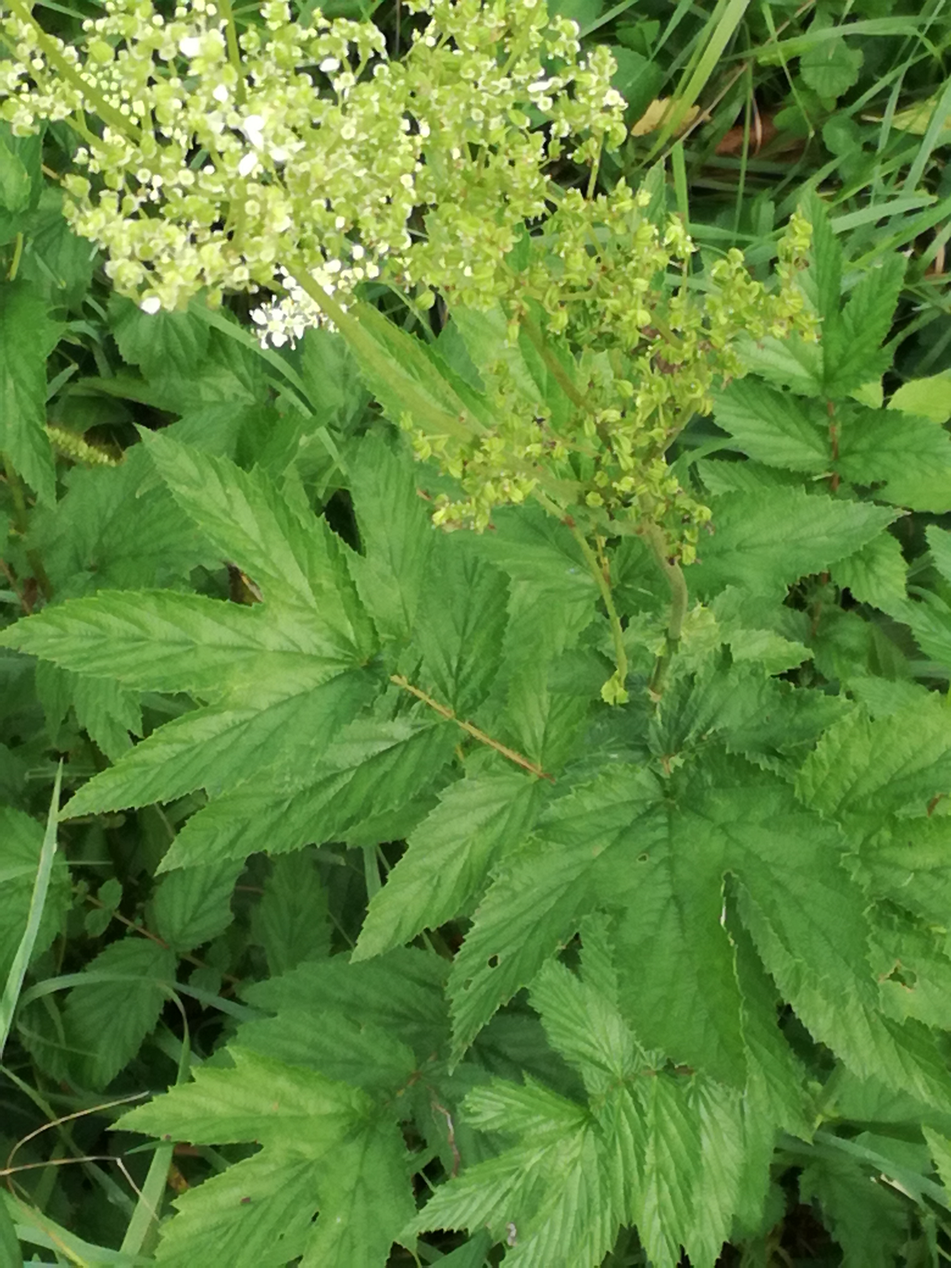 28082017184311 3034 art 1050 img 20170828 123537