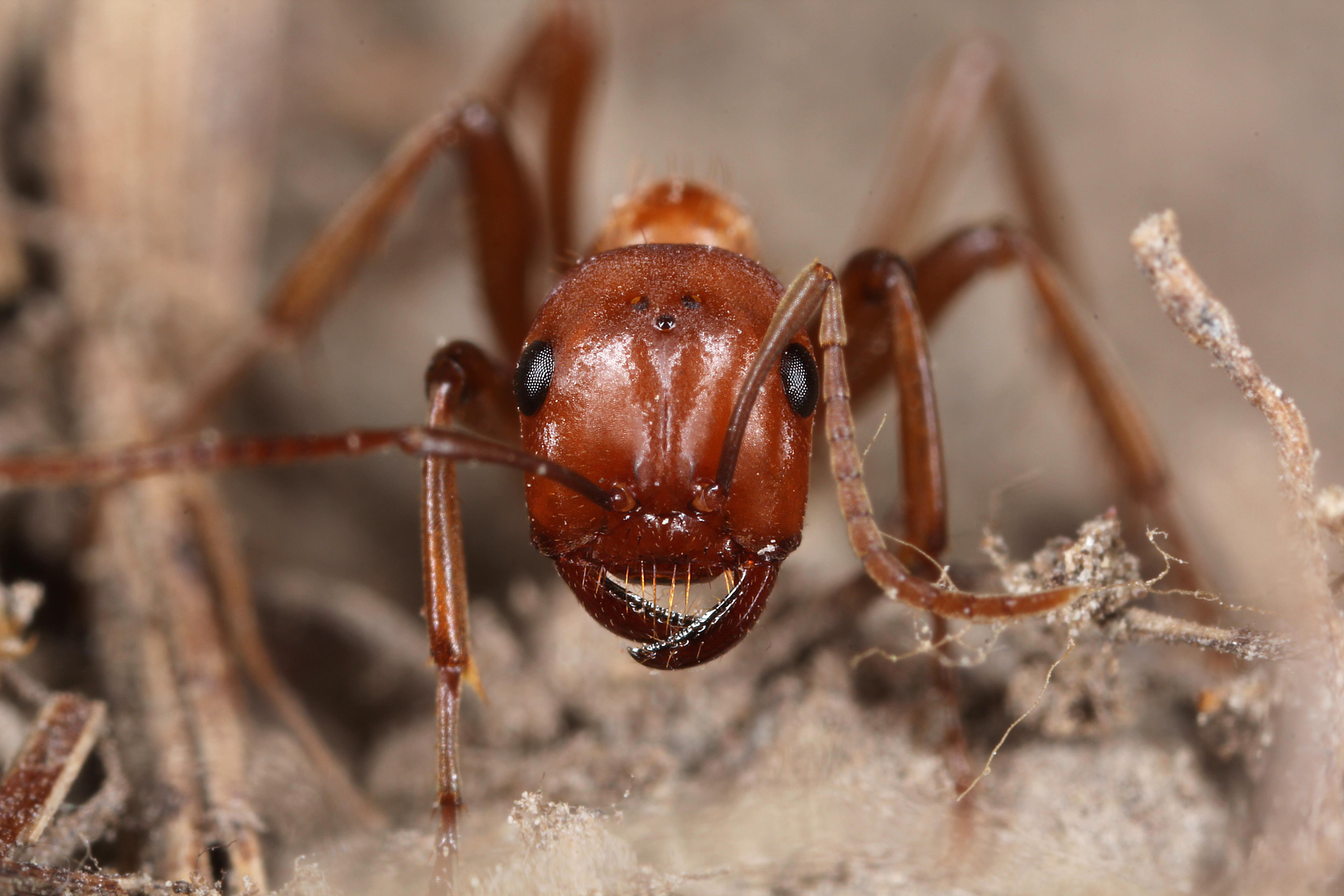 29042013115631 102 art 136 polyergus rufescens amazonenameisew5 2 kunz