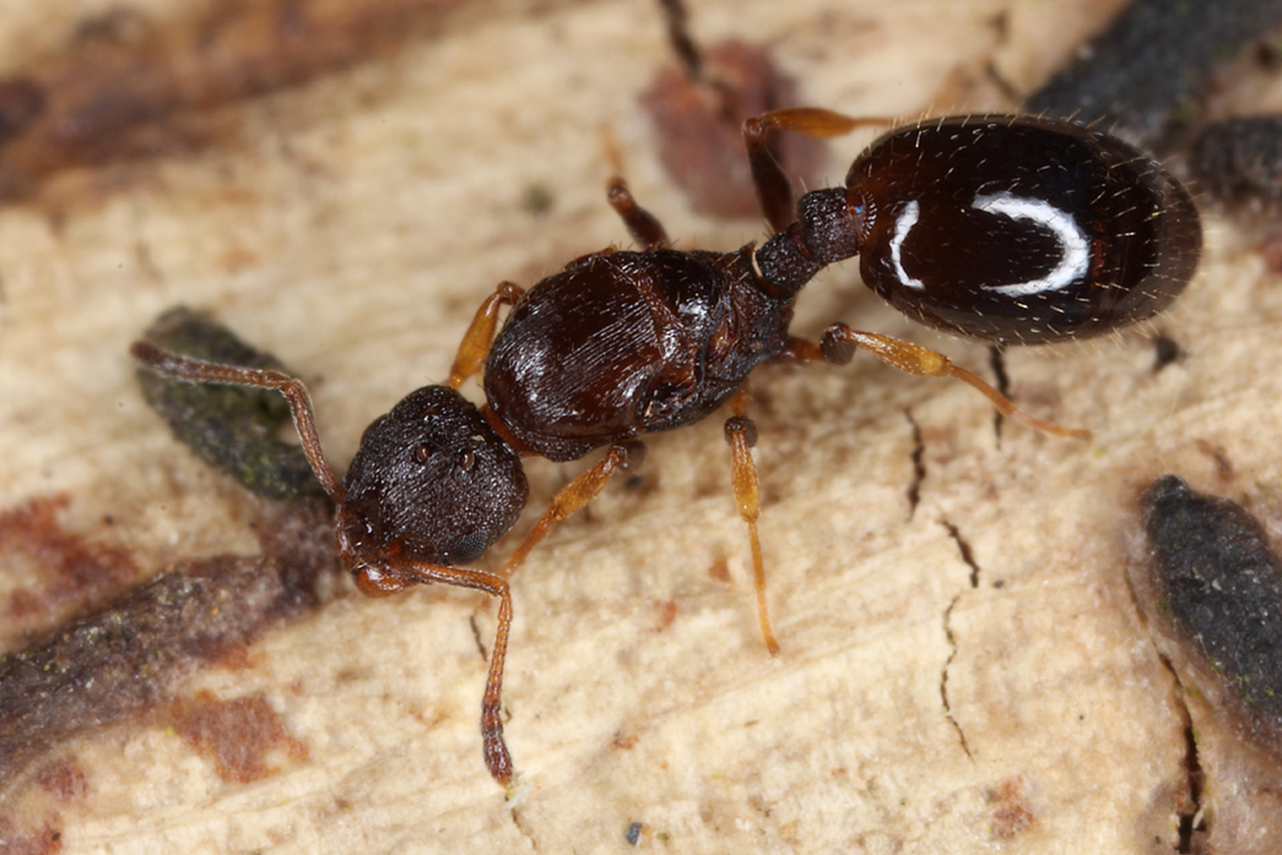 29042013115817 103 art 142 temnothorax affinis kunz