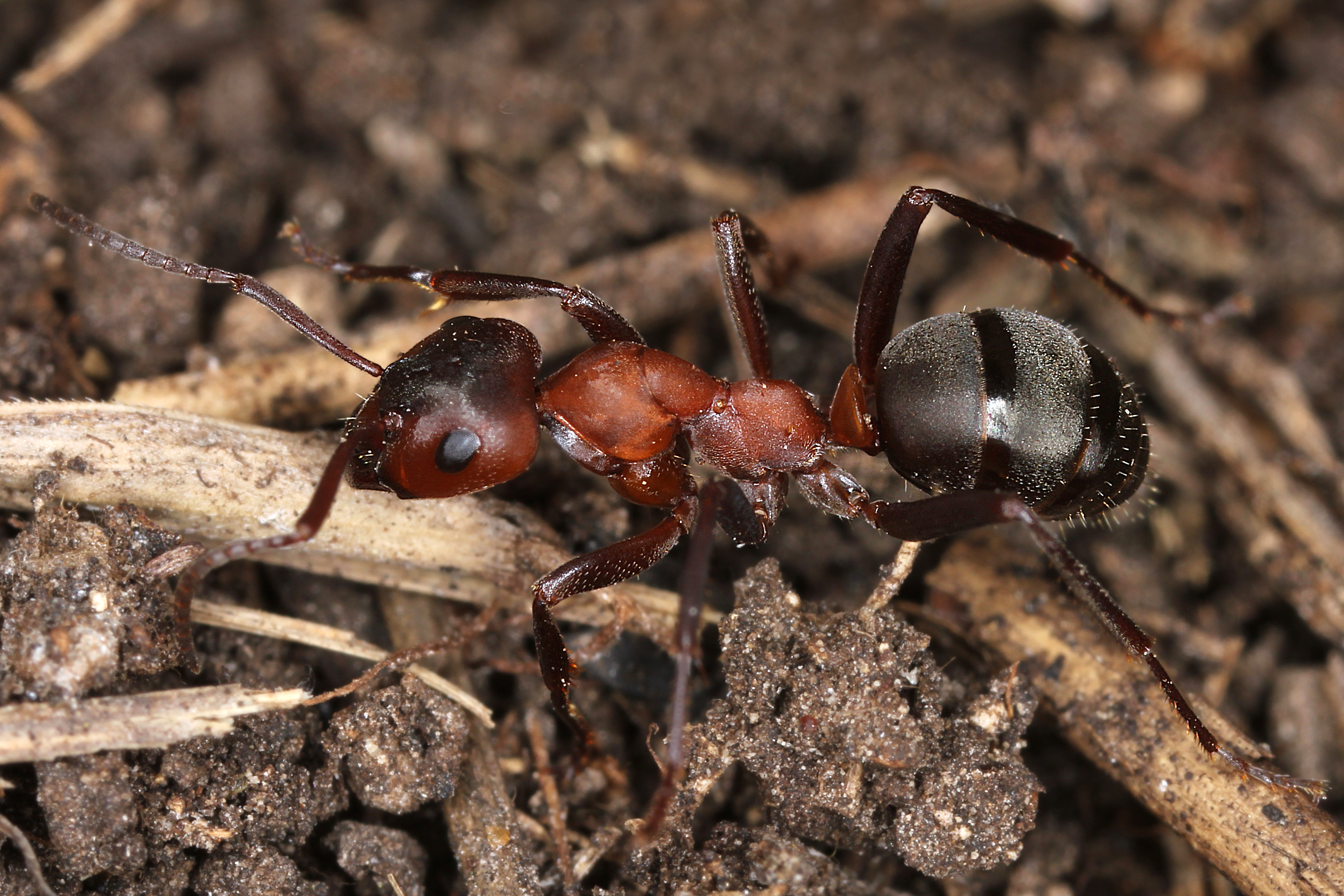 29042013115956 105 art 110 formica sanguinea thayatal 21 04 2011 kunz