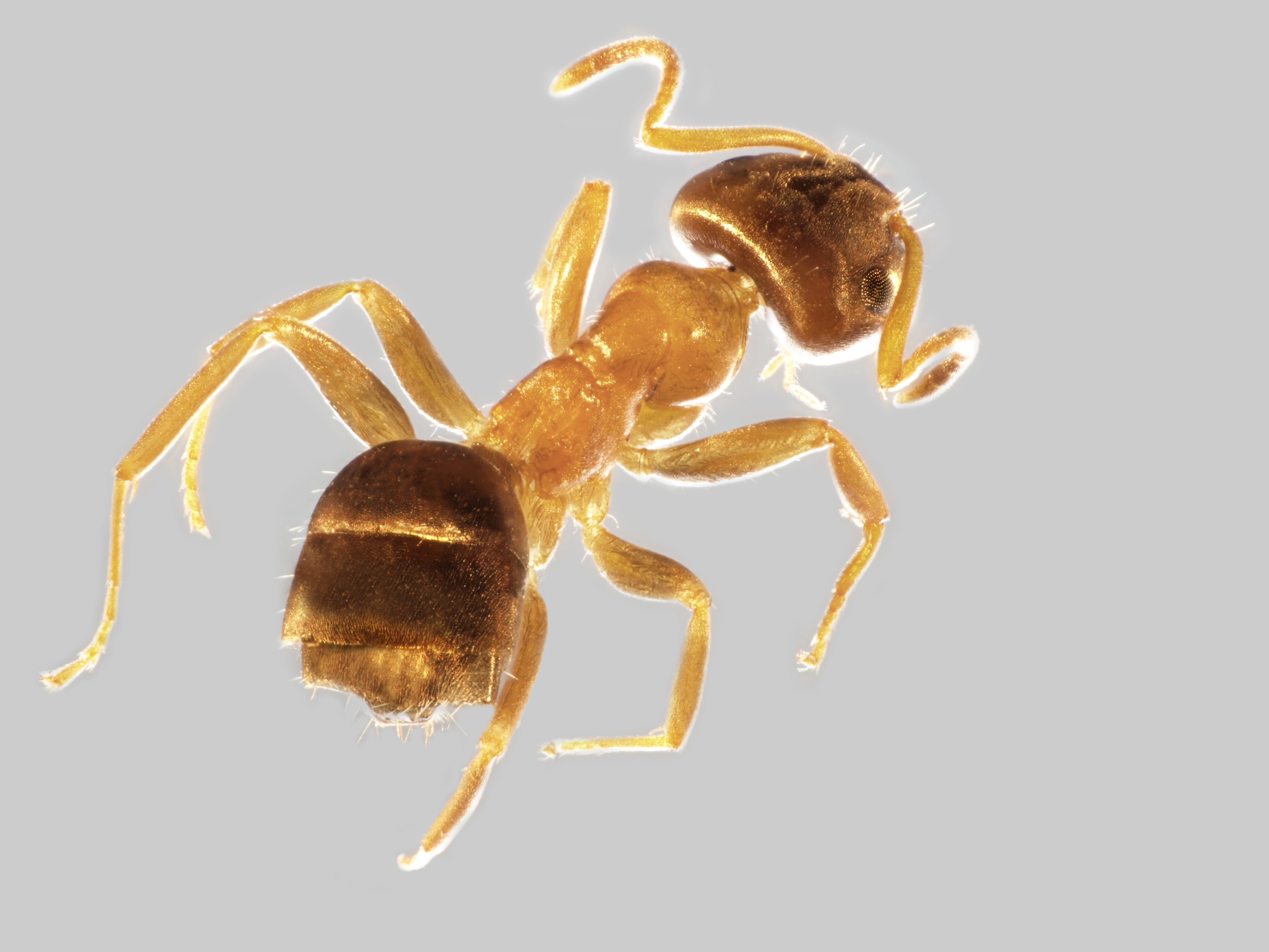 29042013120126 106 art 112 lasius brunneus mueller