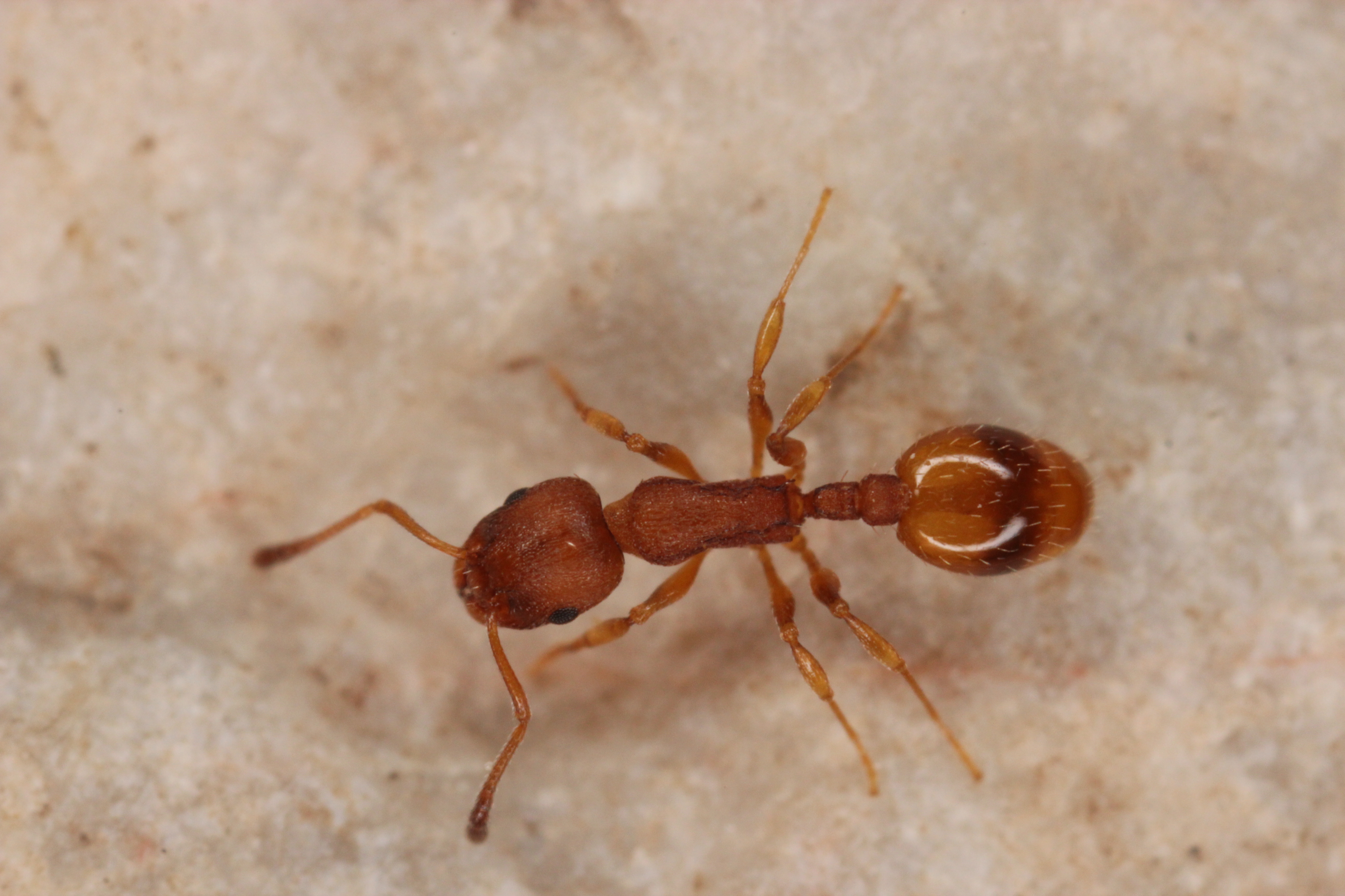 29042013120336 108 art 148 temnothorax unifasciatus komposch