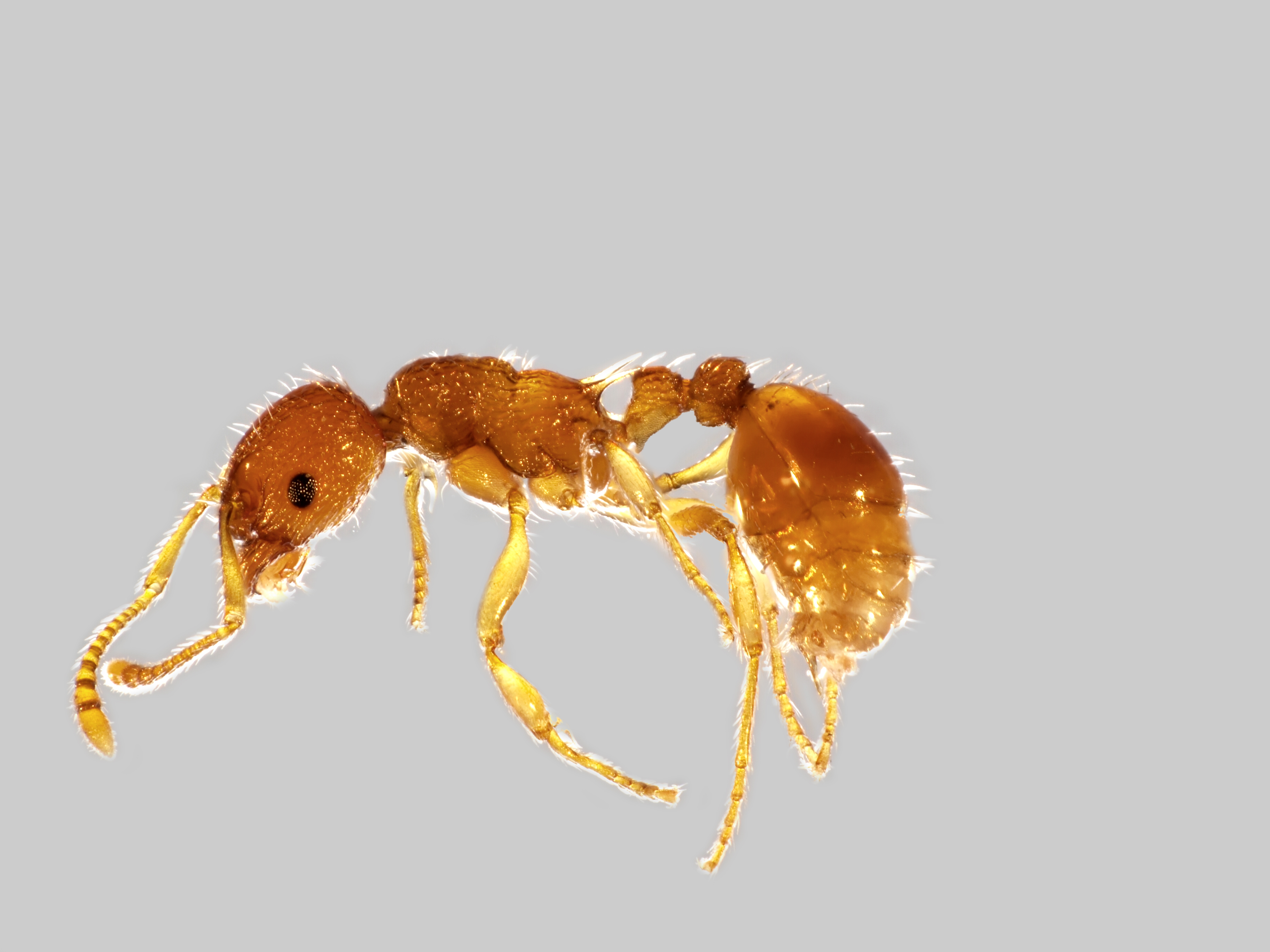 29042013120448 109 art 132 myrmica scrabrinodis mueller