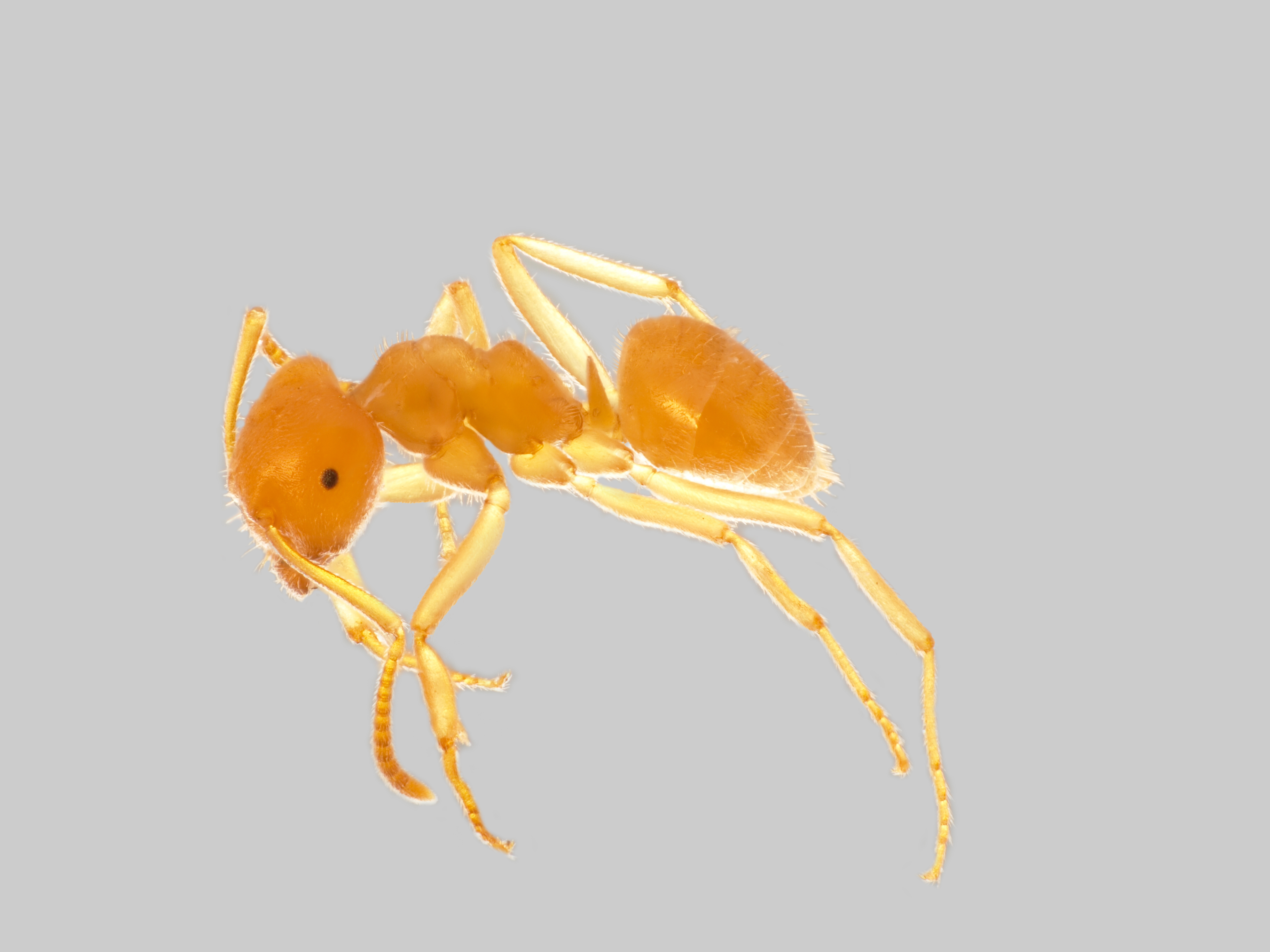 29042013120803 112 art 123 lasius umbratus mueller
