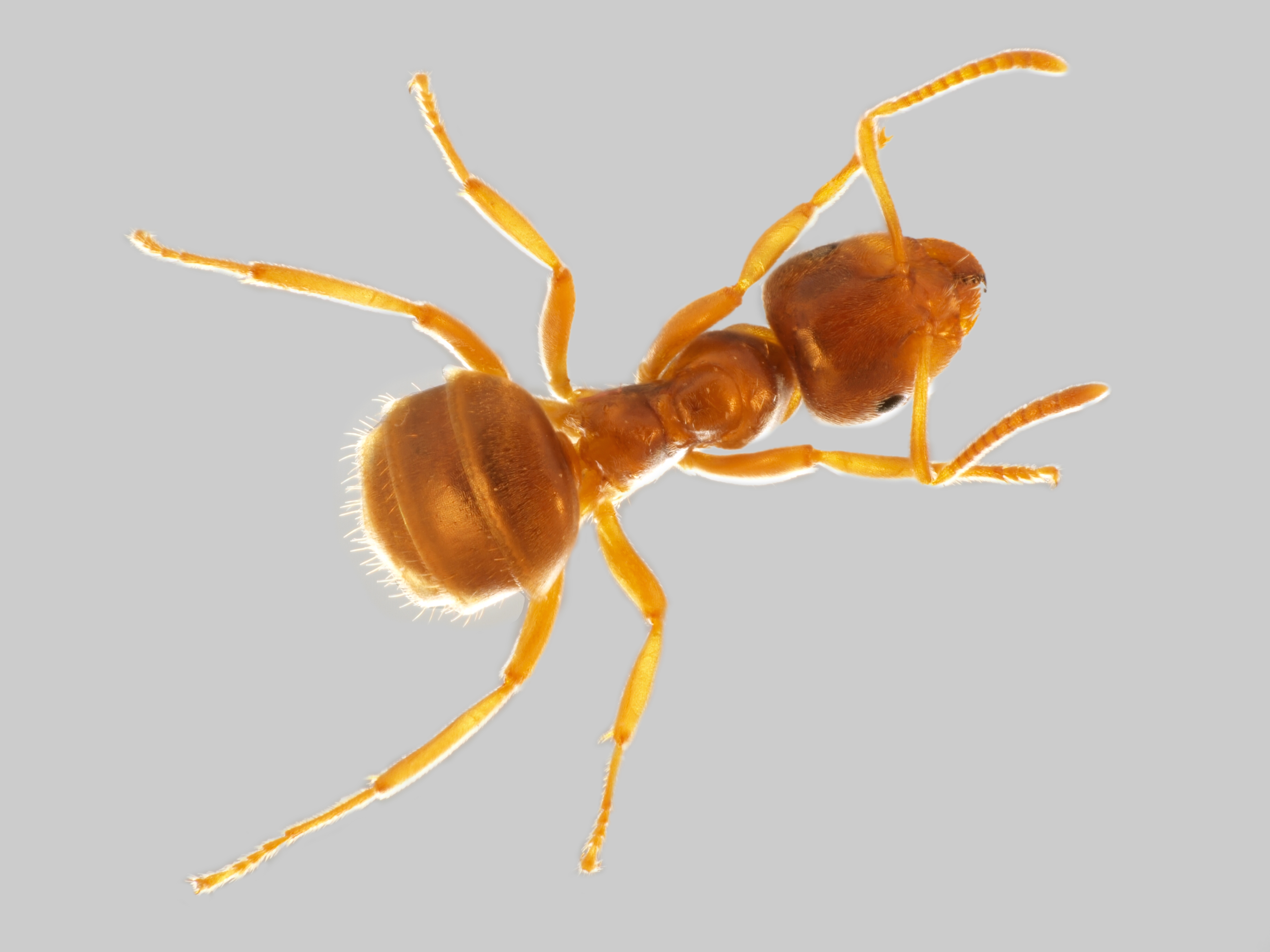 29042013120859 113 art 115 lasius flavus mueller