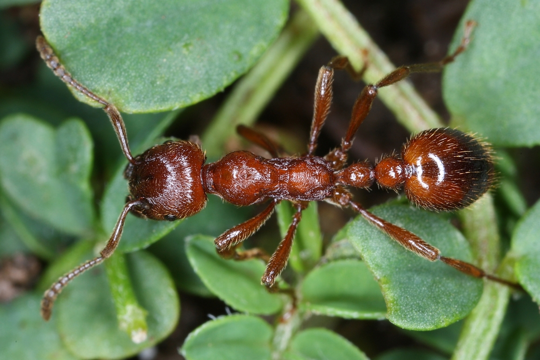 29042013121052 115 art 125 manica rubida kunz