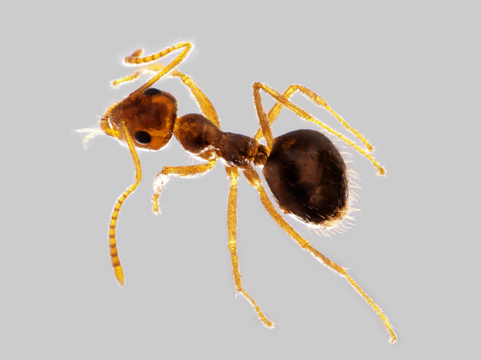 29042013121148 116 art 138 prenolepis nitens mueller