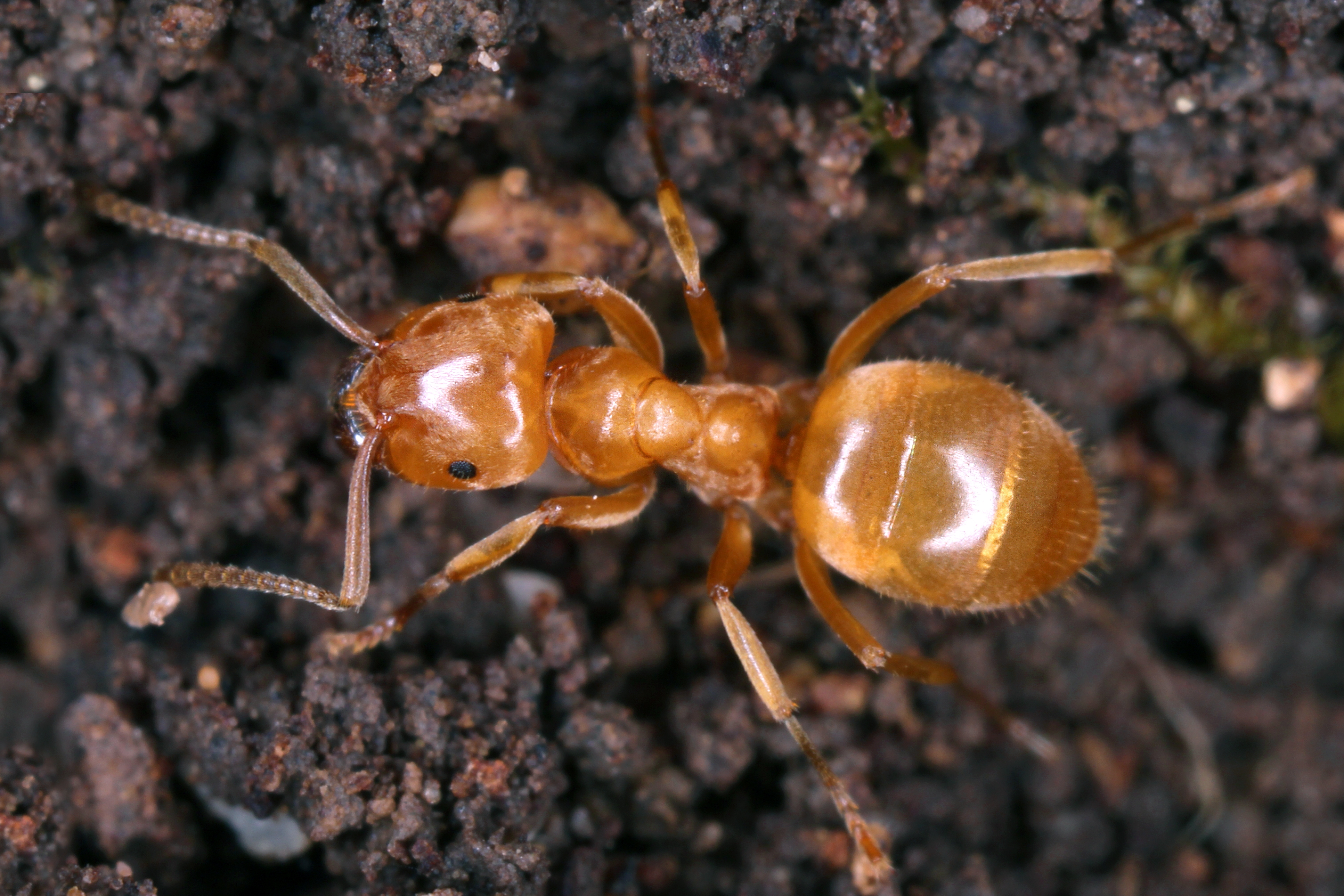 29042013121331 117 art 117 lasius jensi 1.2