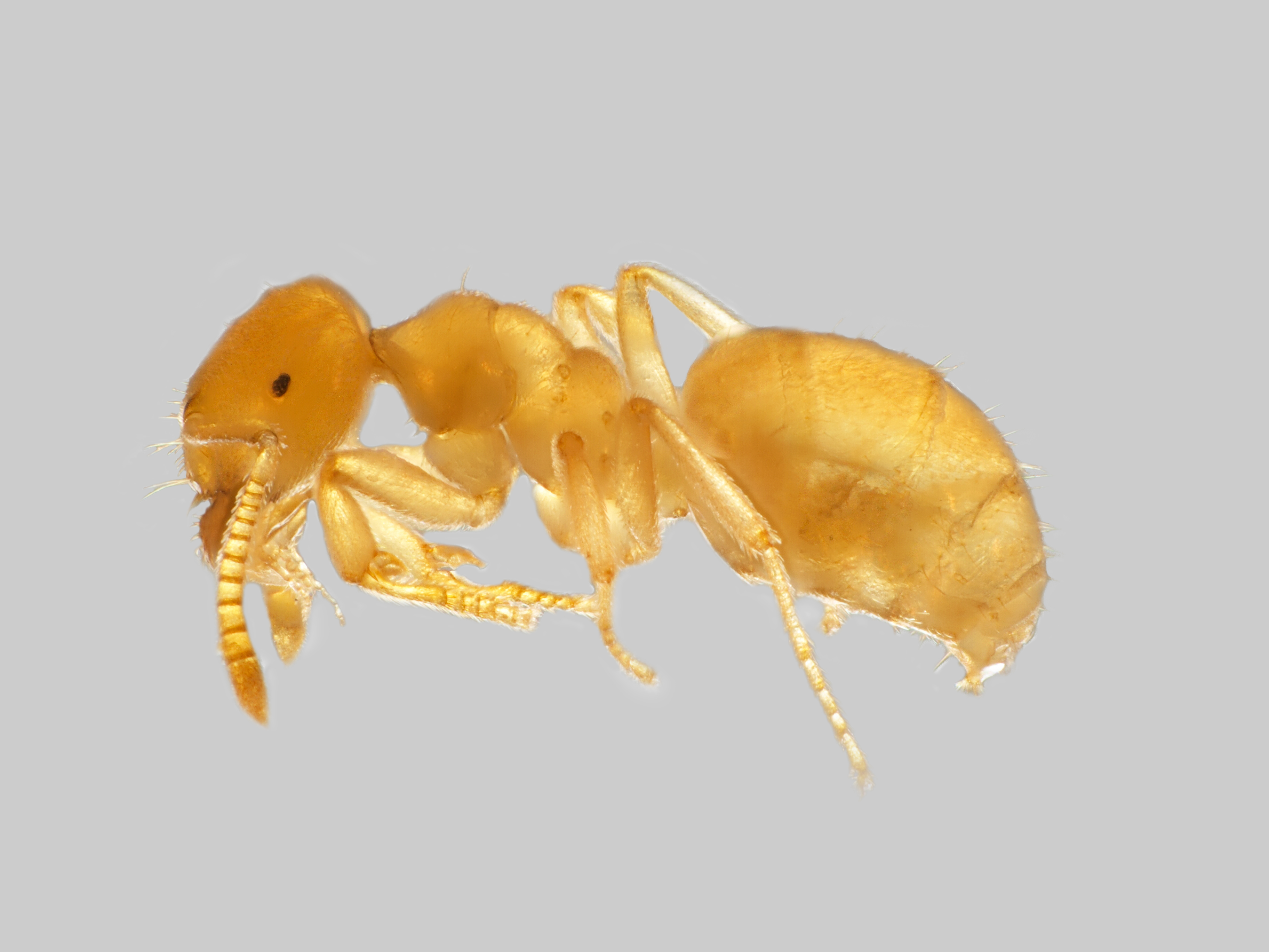 29042013121510 118 art 118 lasius myops mueller