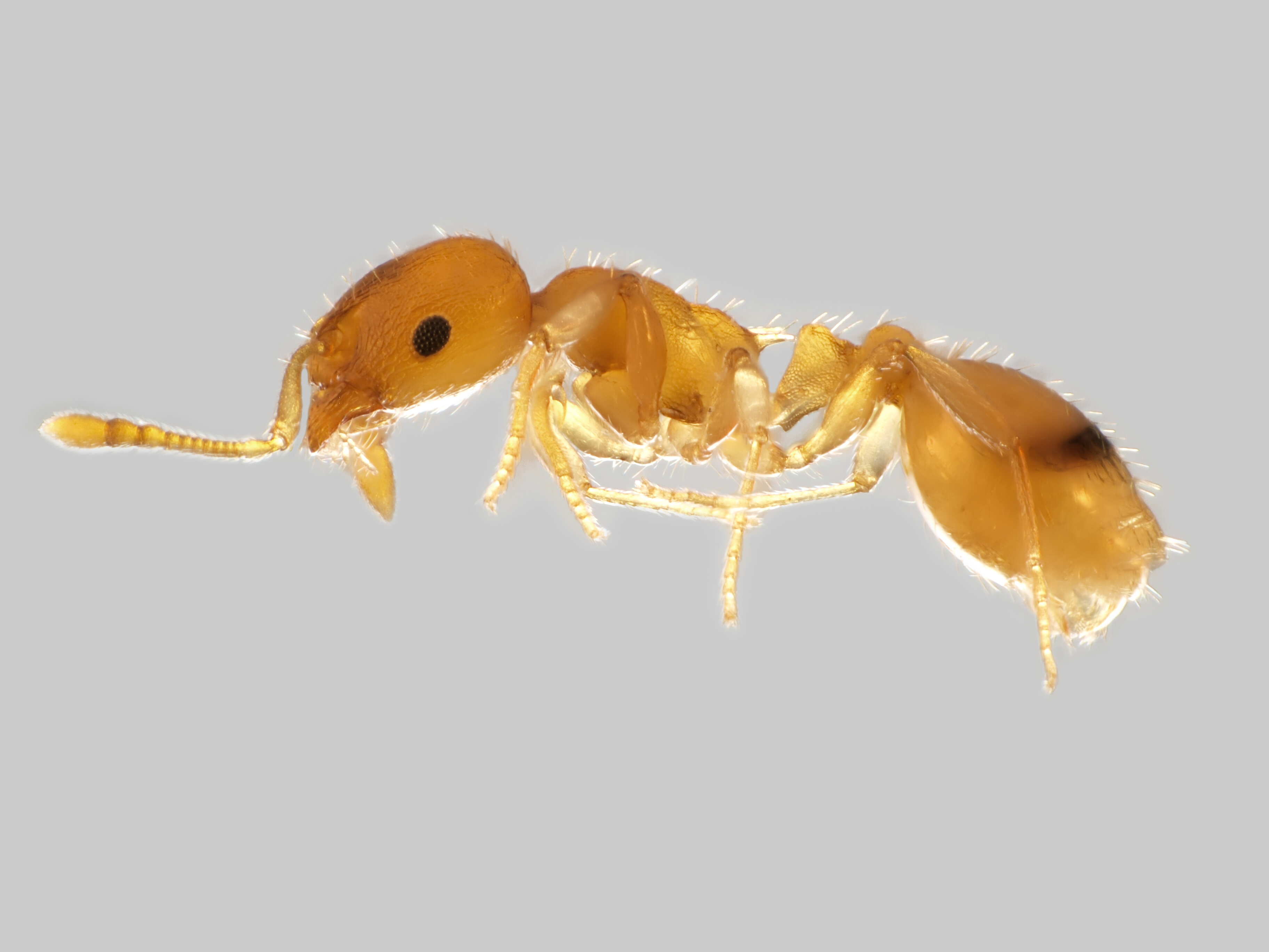 29042013121608 119 art 146 temnothorax parvulus mueller