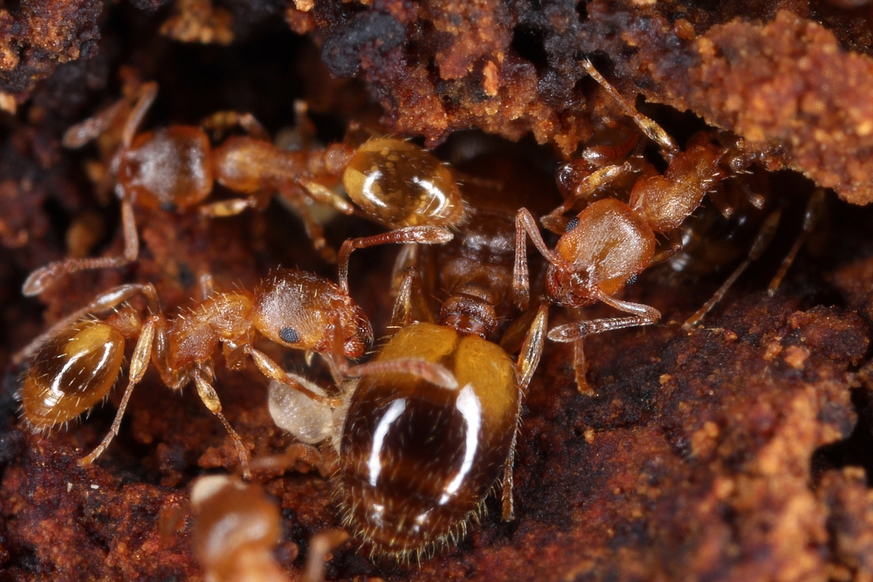 29042013121853 121 art 144 temnothorax crassispinus kunz