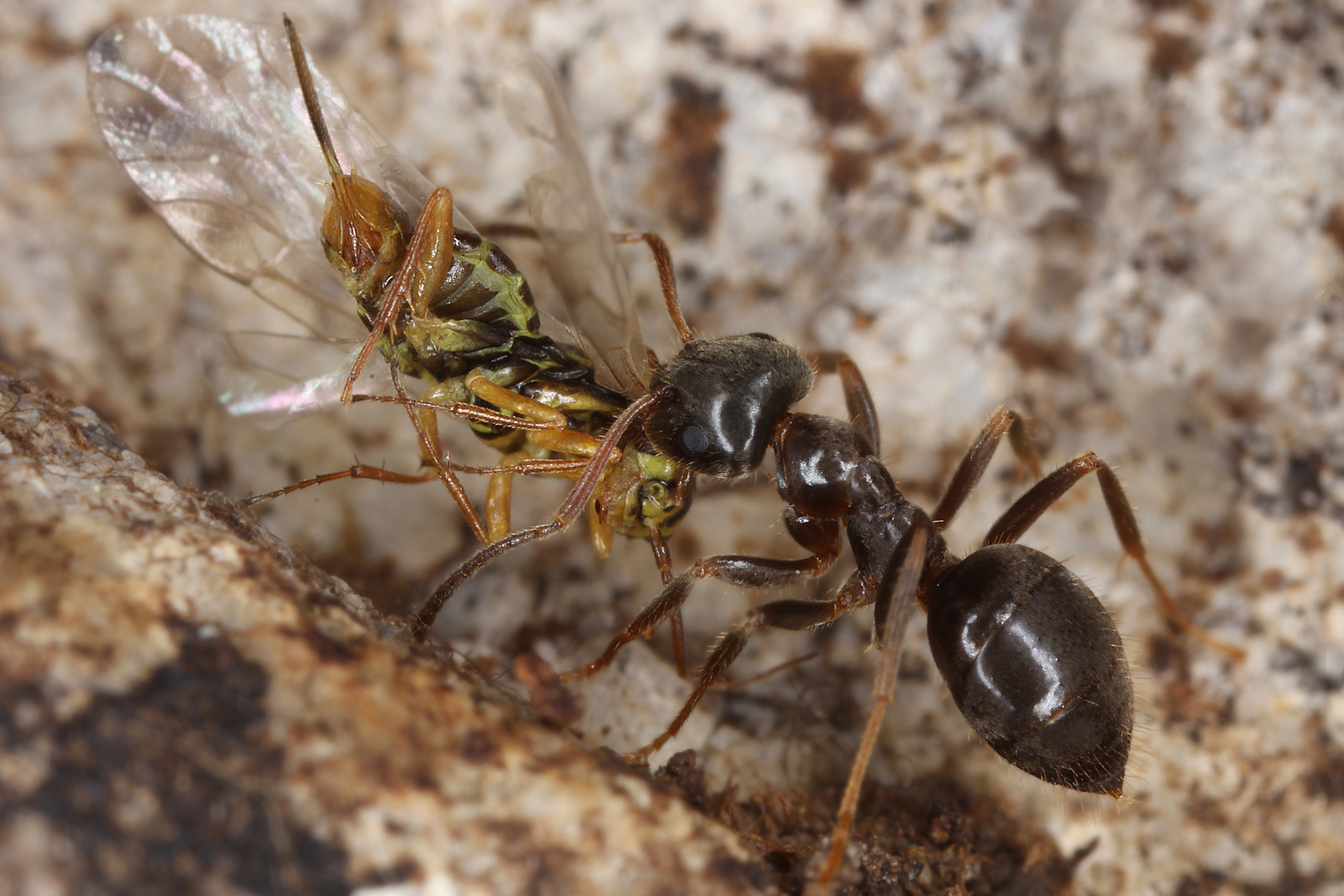 29042013130223 124 art 122 lasius platythorax thayatal 21 04 2011 kunz
