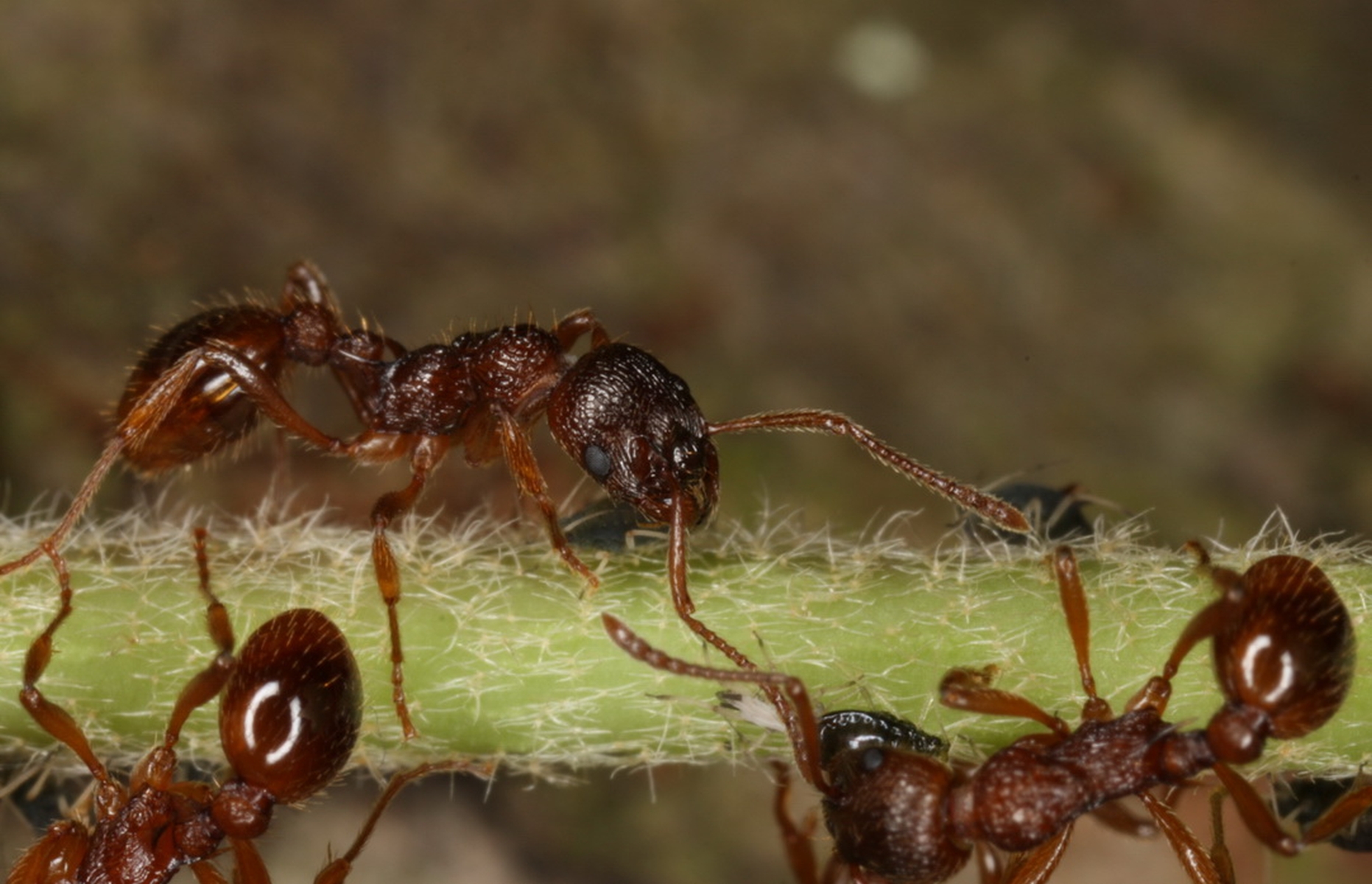 29042013130338 125 art 130 myrmica ruginodis st graz schonbrunngasse 24 5 08 chko 5 s