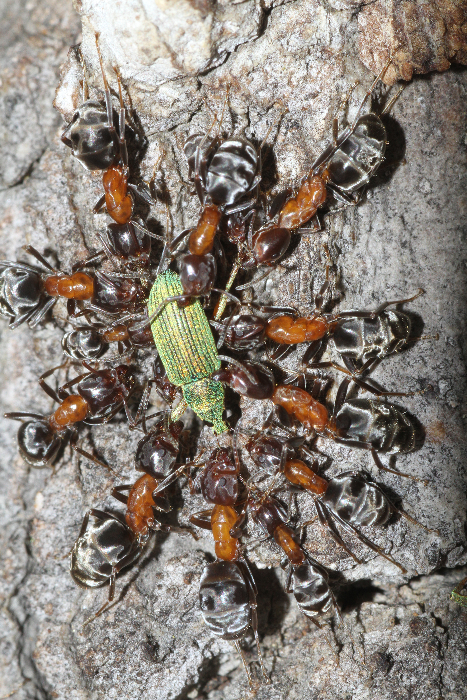 29042013130731 126 art 124 liometopum microcephalum wiesbauer heinz kl