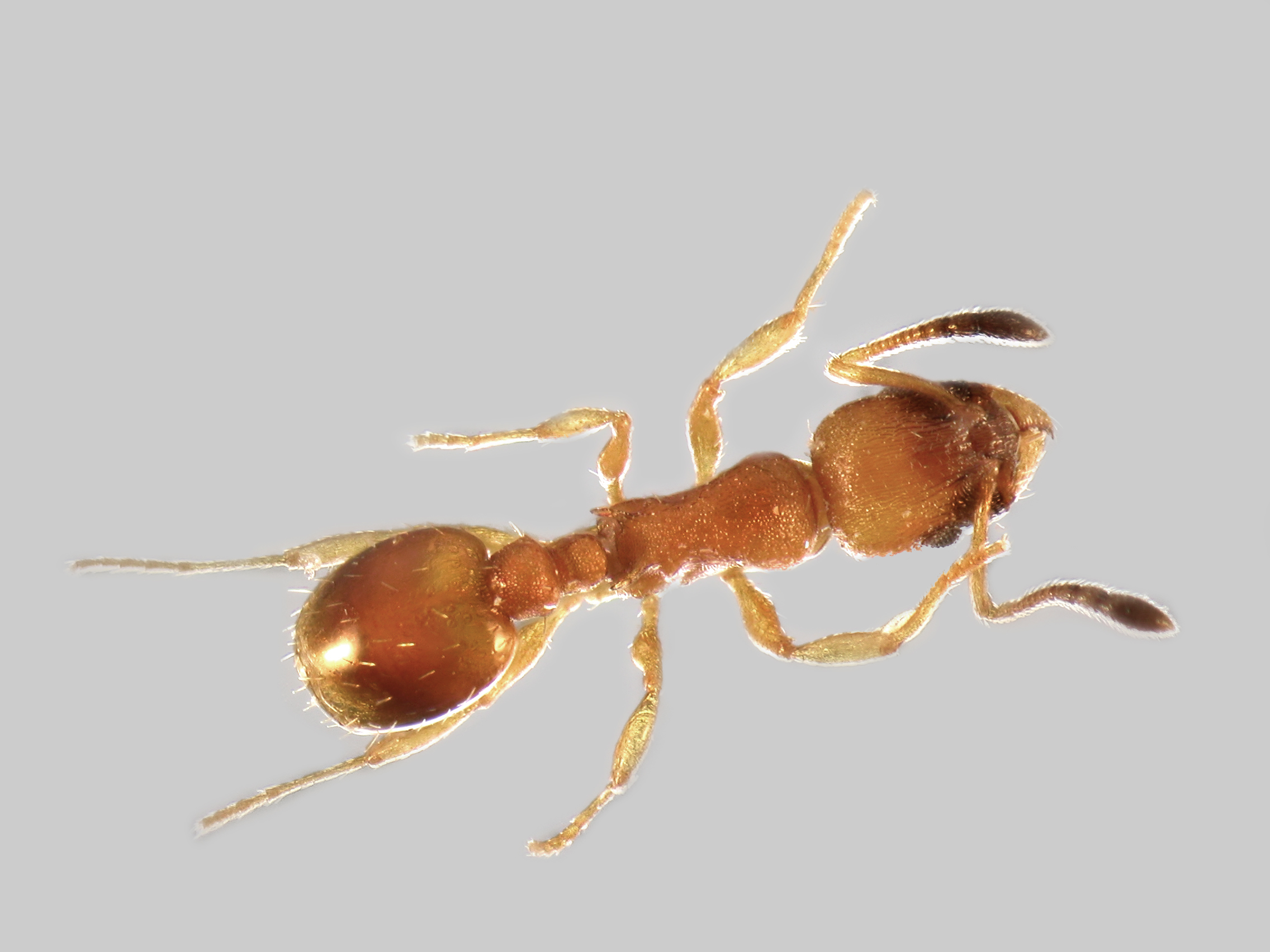 29042013131259 127 art 145 temnothorax interruptus kopie