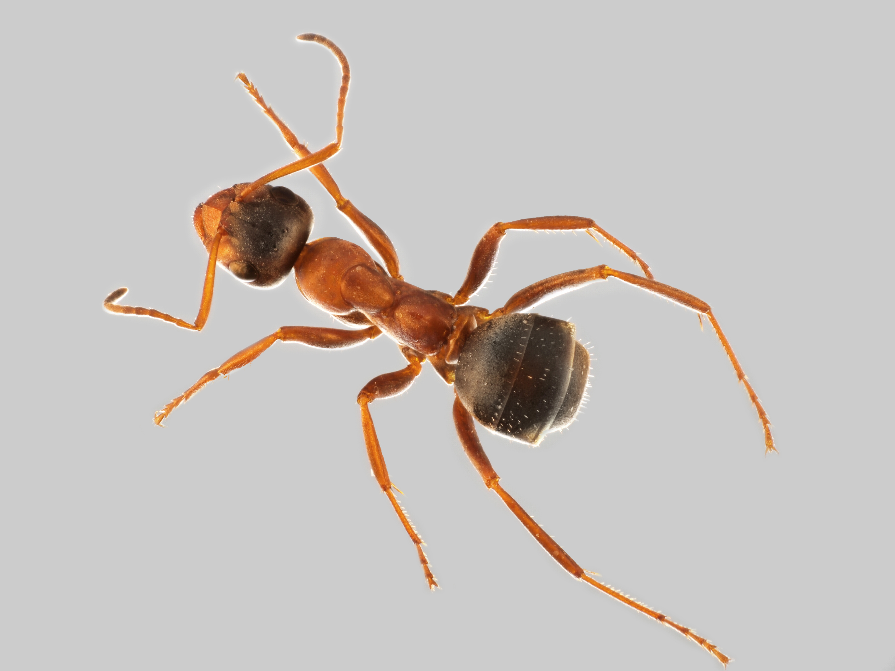 29042013131617 129 art 108 formica rufibarbis mueller