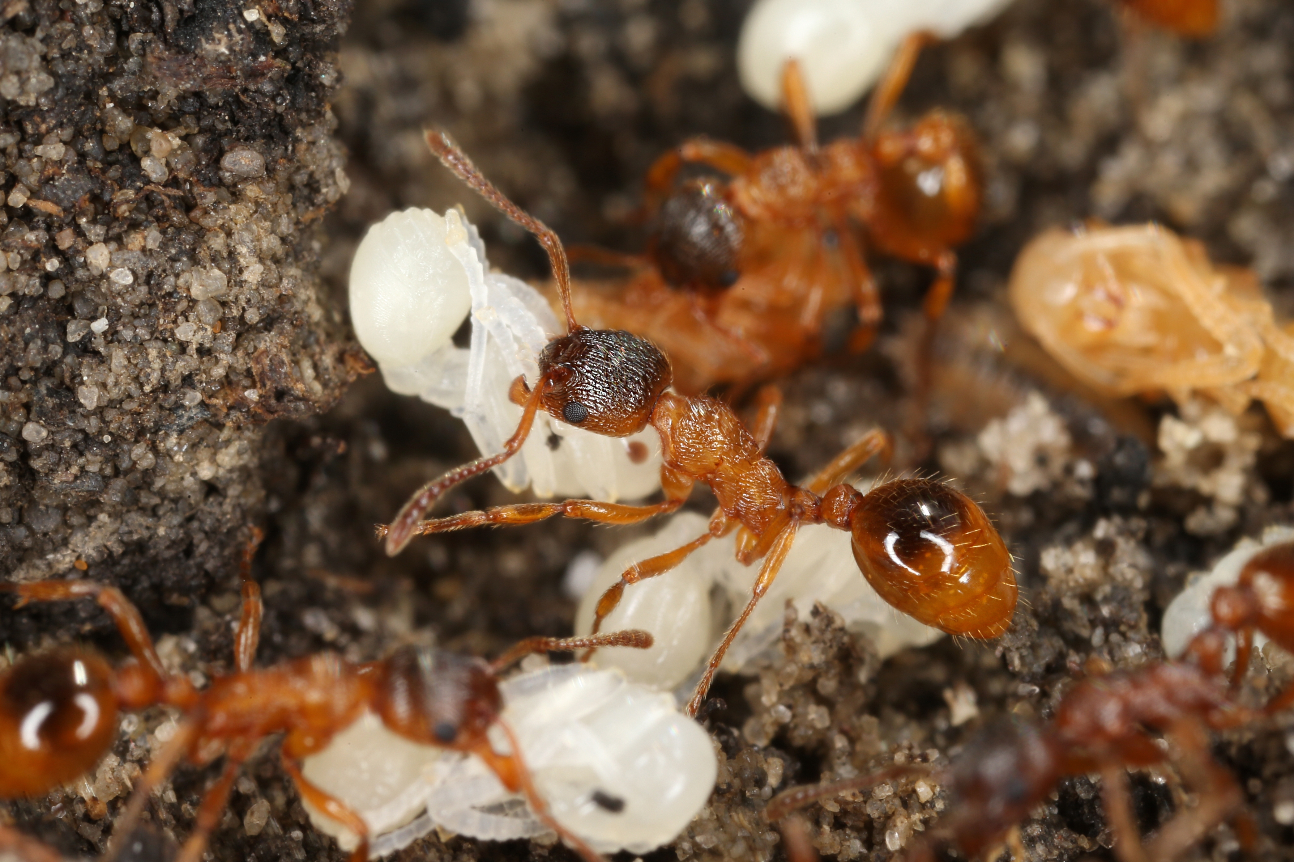29042013131730 130 art 129 myrmica rubra rote gartenameise kunz