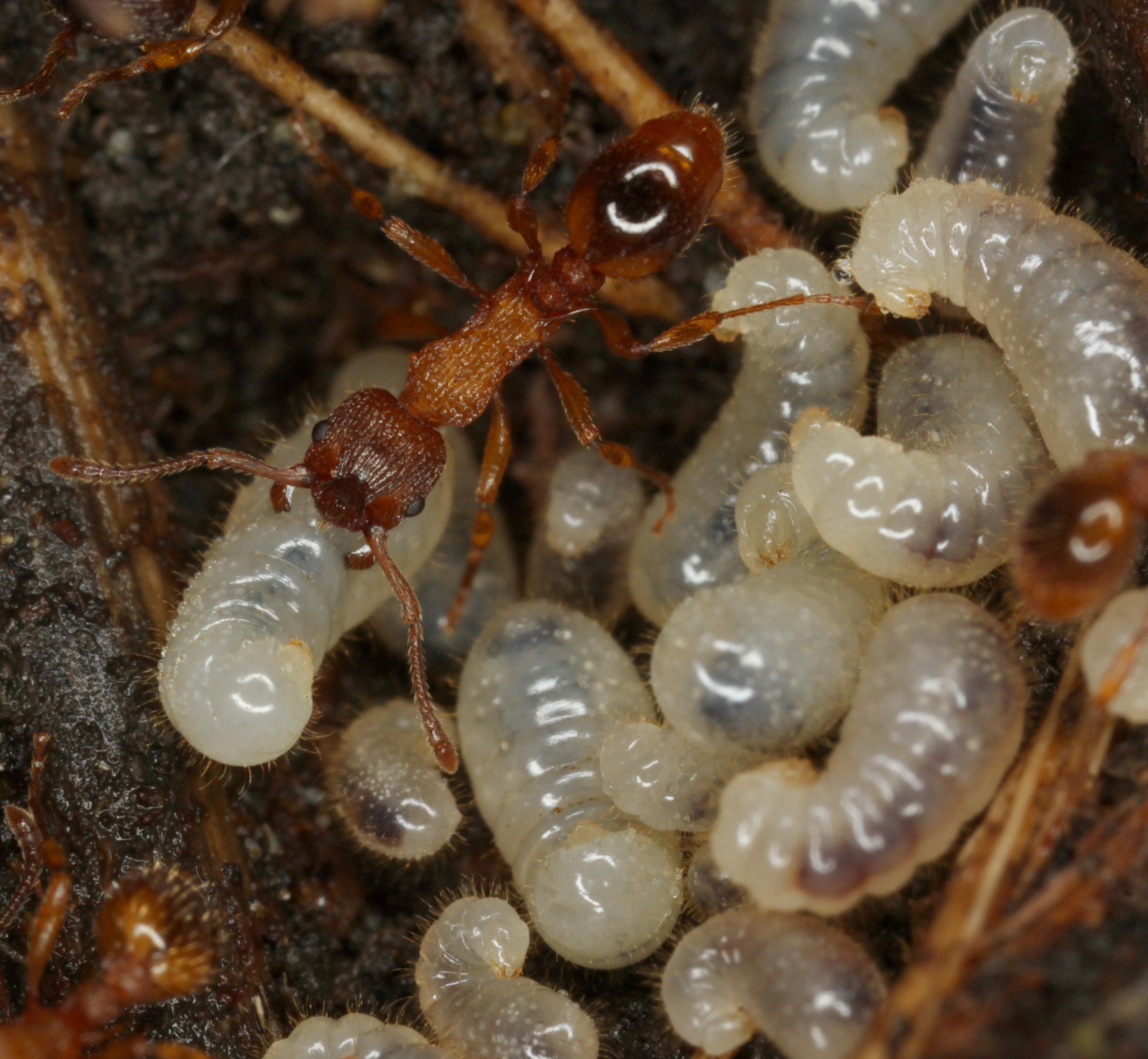 29042013132652 132 art 131 myrmica sabuleti st geo tag gesause hieflau kalktal 29 5 2010 komposch