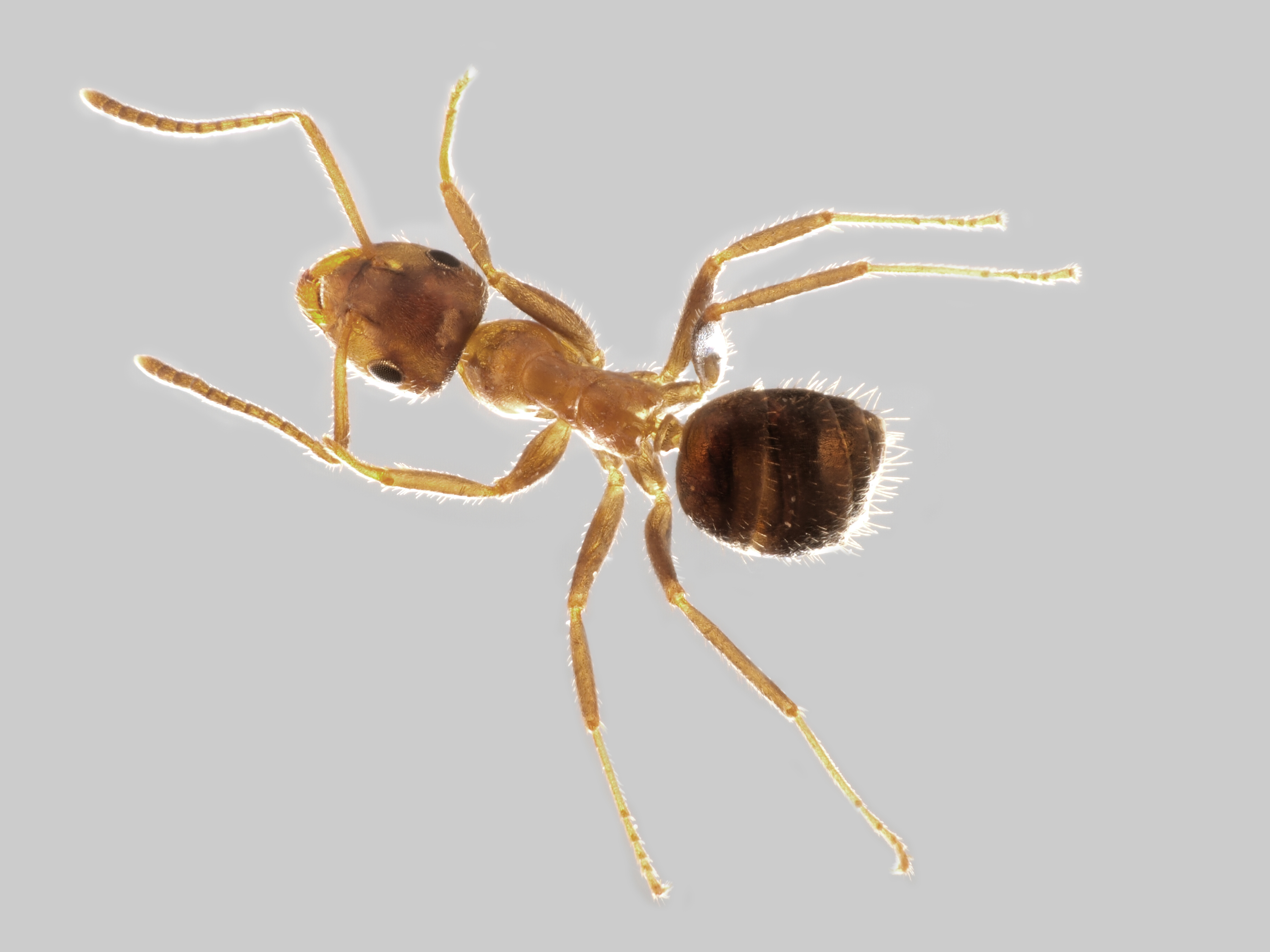 29042013132814 133 art 114 lasius emarginatus mueller