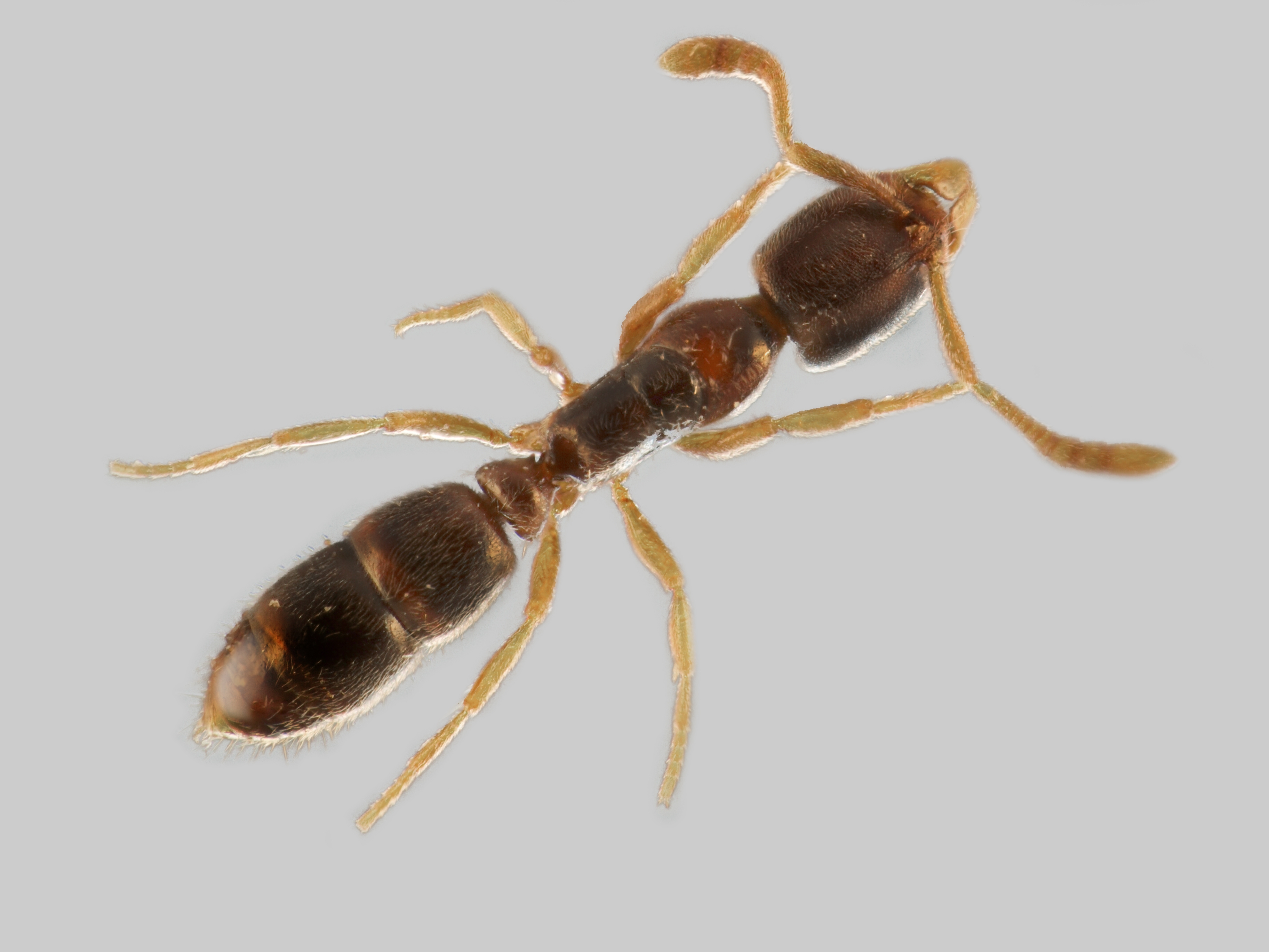 29042013134937 134 art 137 ponera coarctata mueller