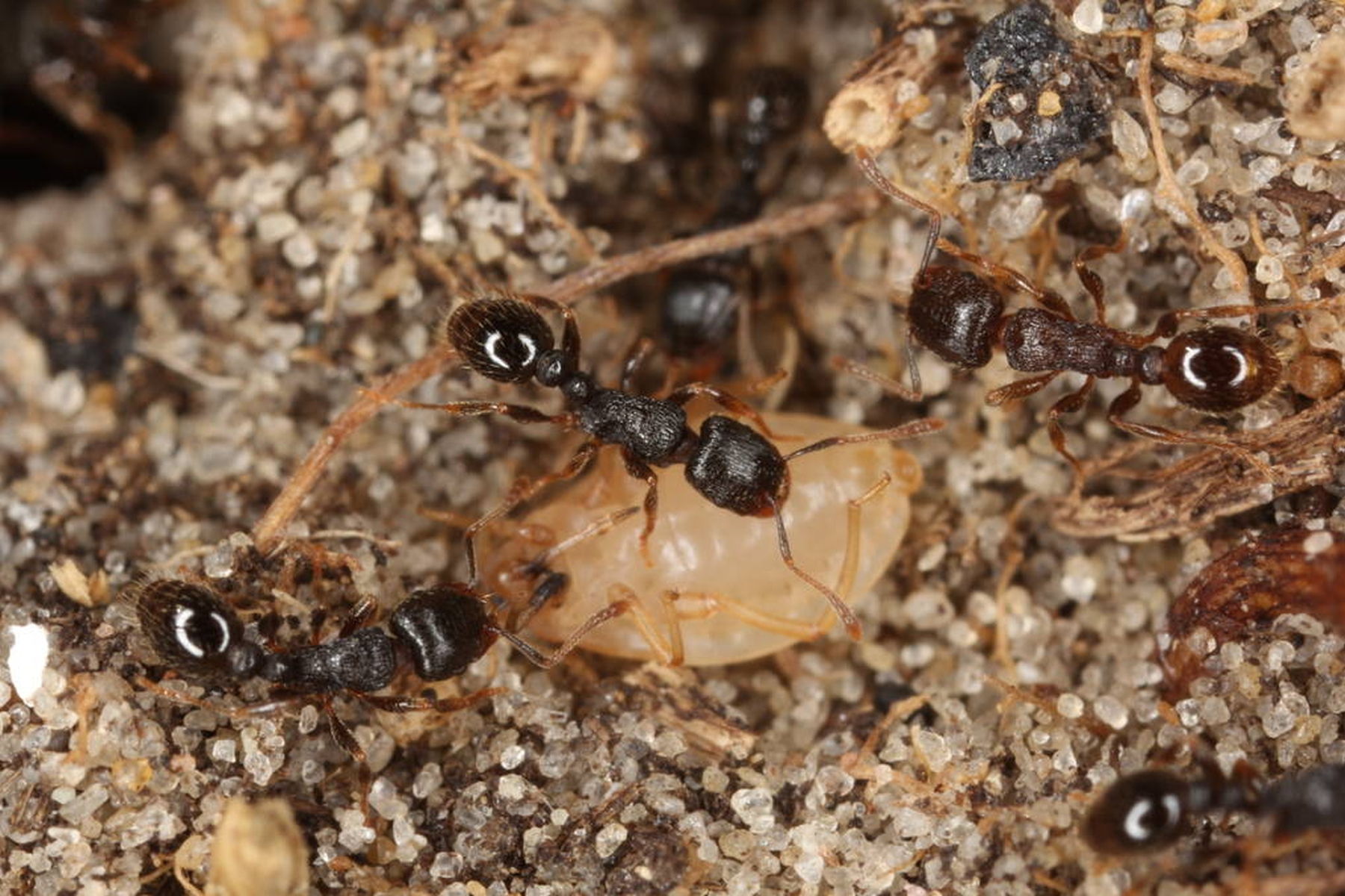 29042013135032 135 art 149 tetramorium caespitum kunz