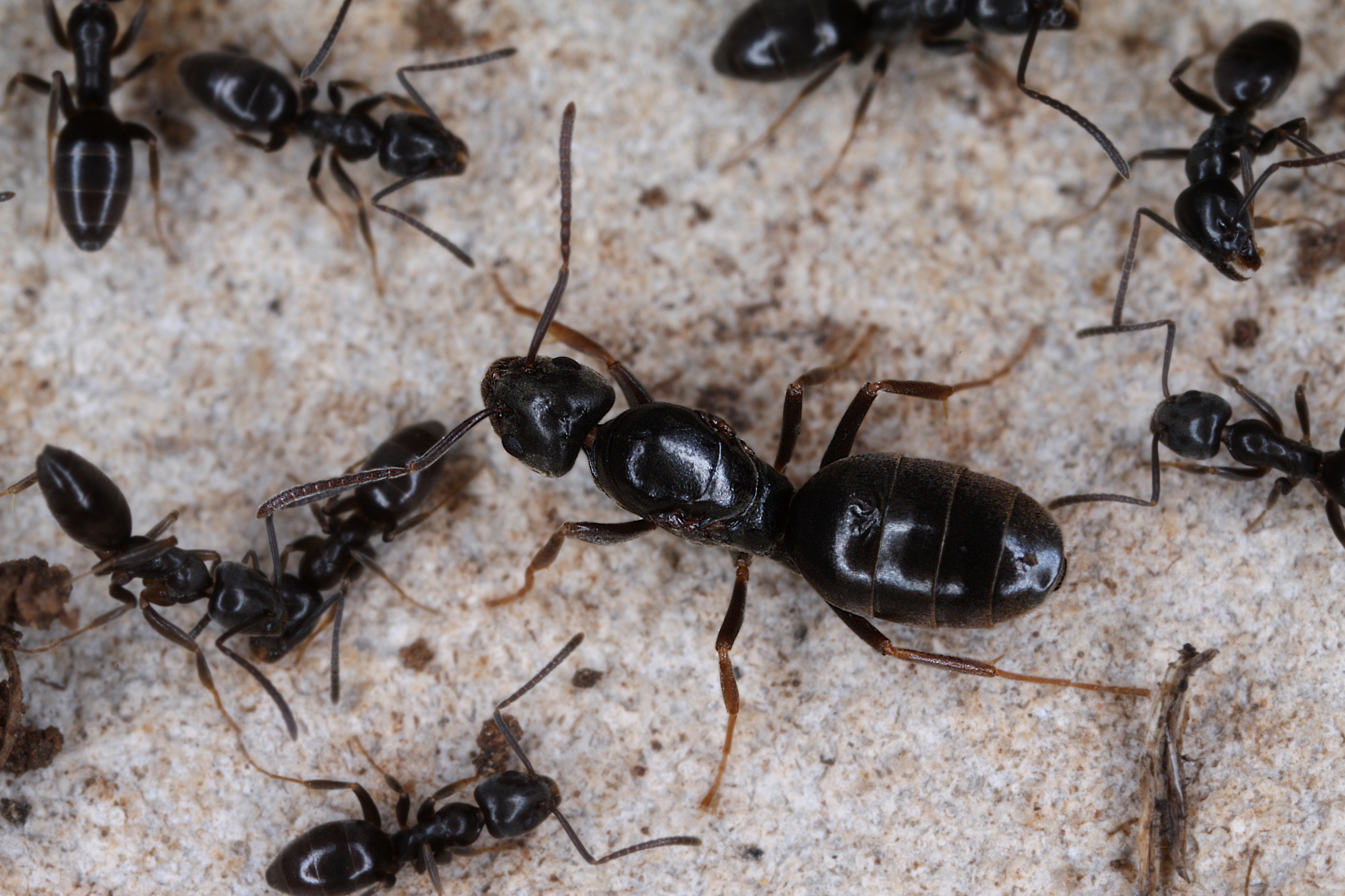 29042013135214 136 art 140 tapinoma erraticum slowenie kunz