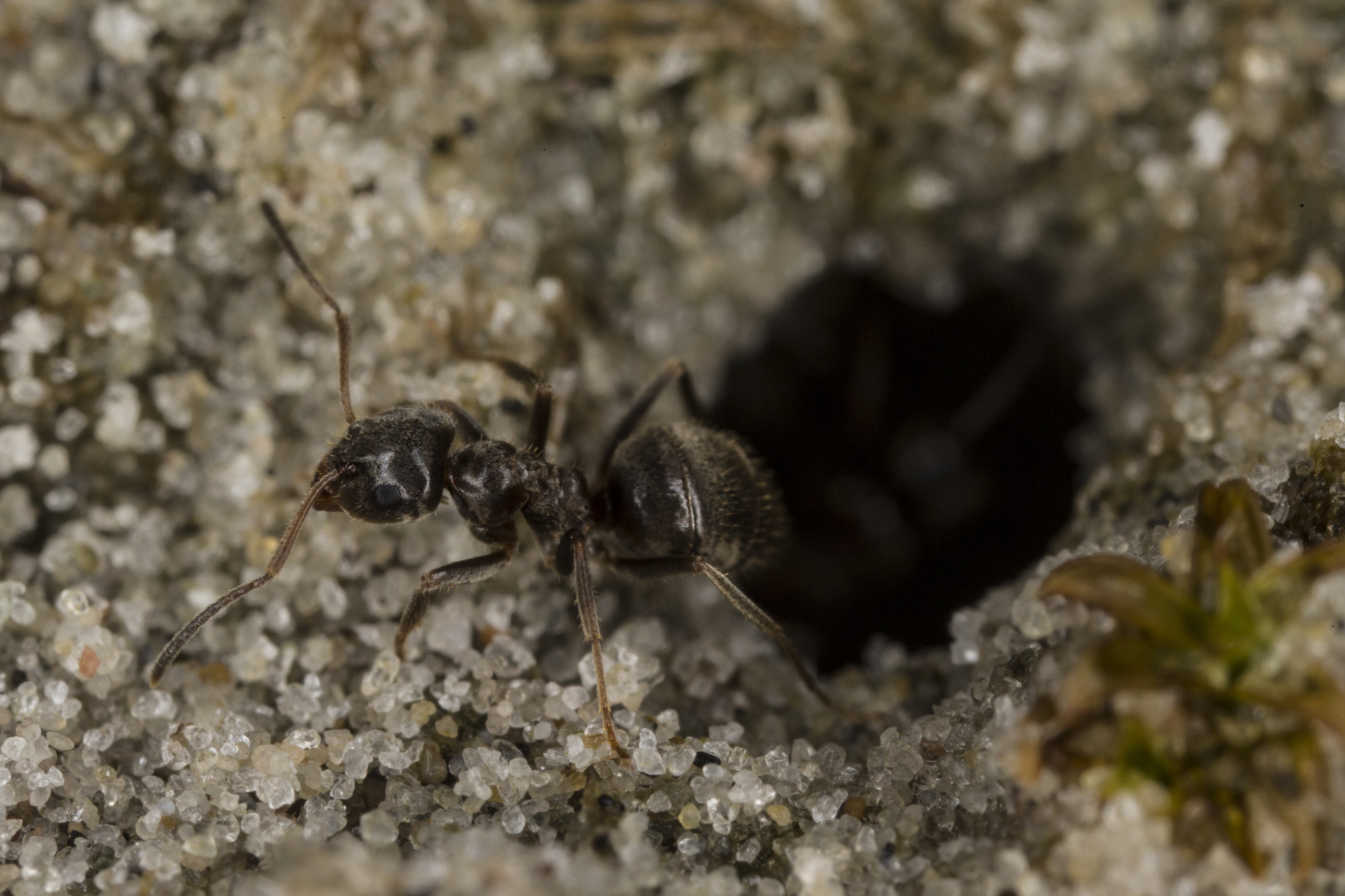 29042013135331 137 art 119 lasius niger kunz