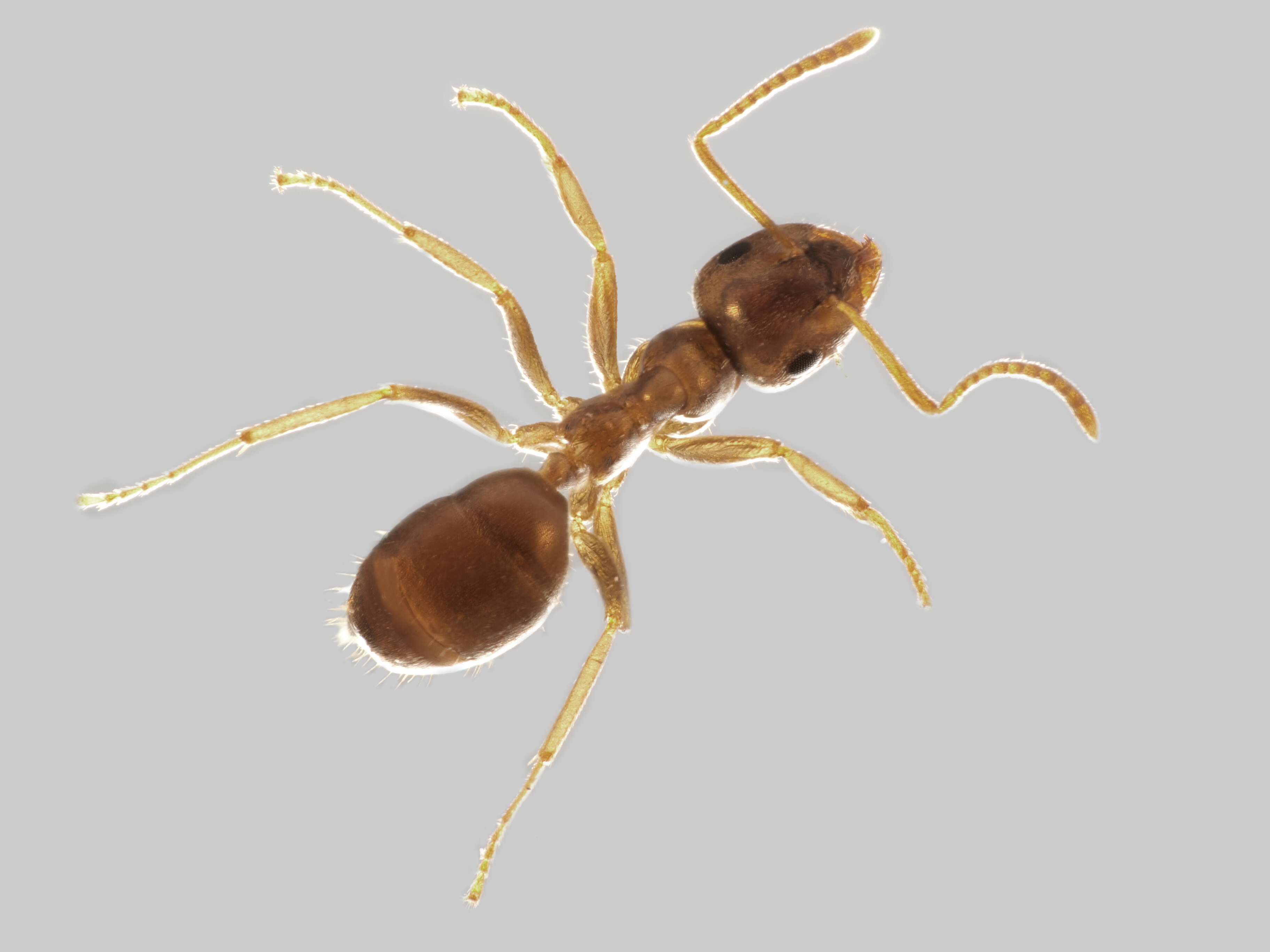 29042013135442 138 art 120 lasius paralienus mueller