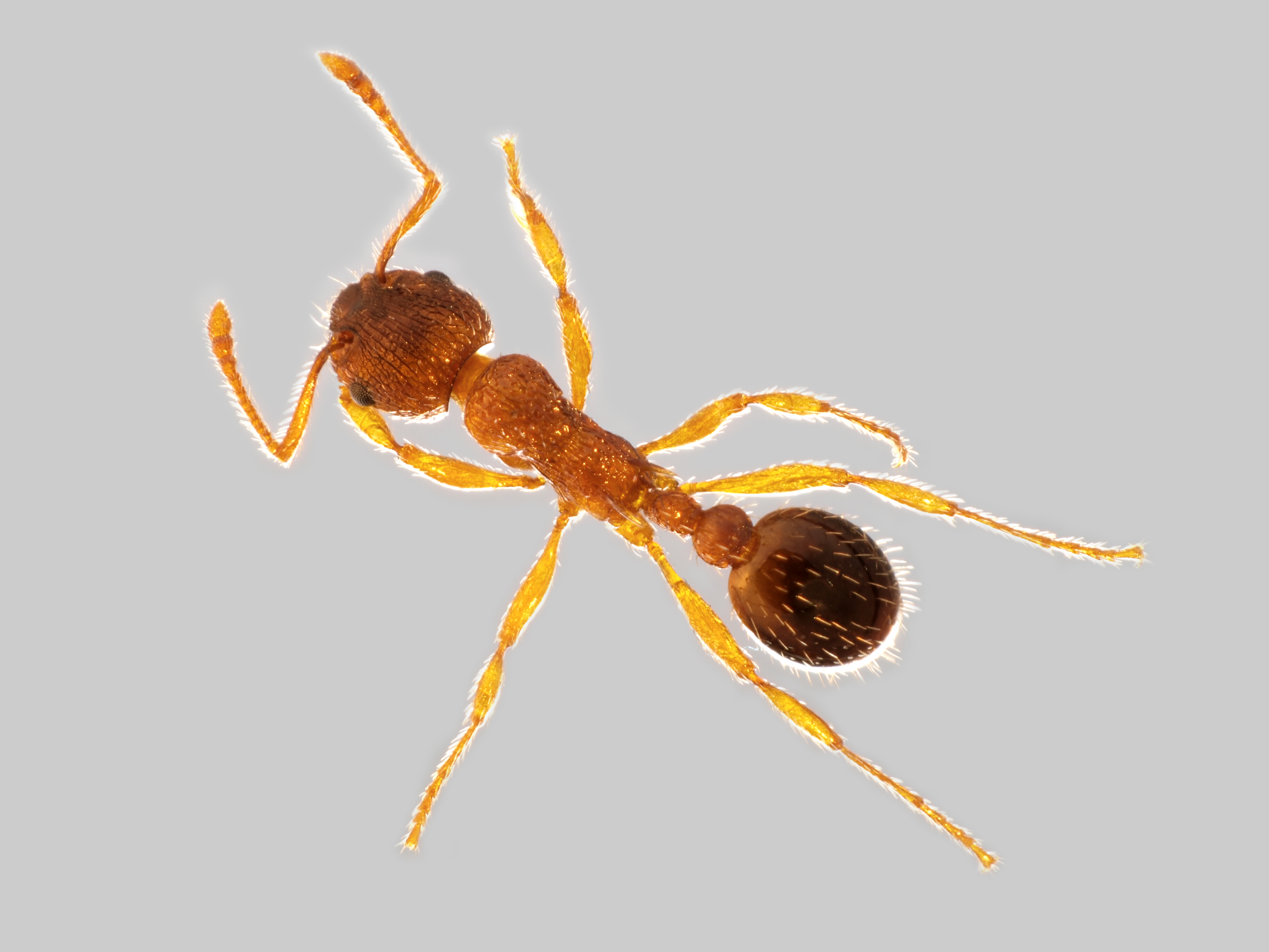 29042013135534 139 art 134 myrmica specioides mueller