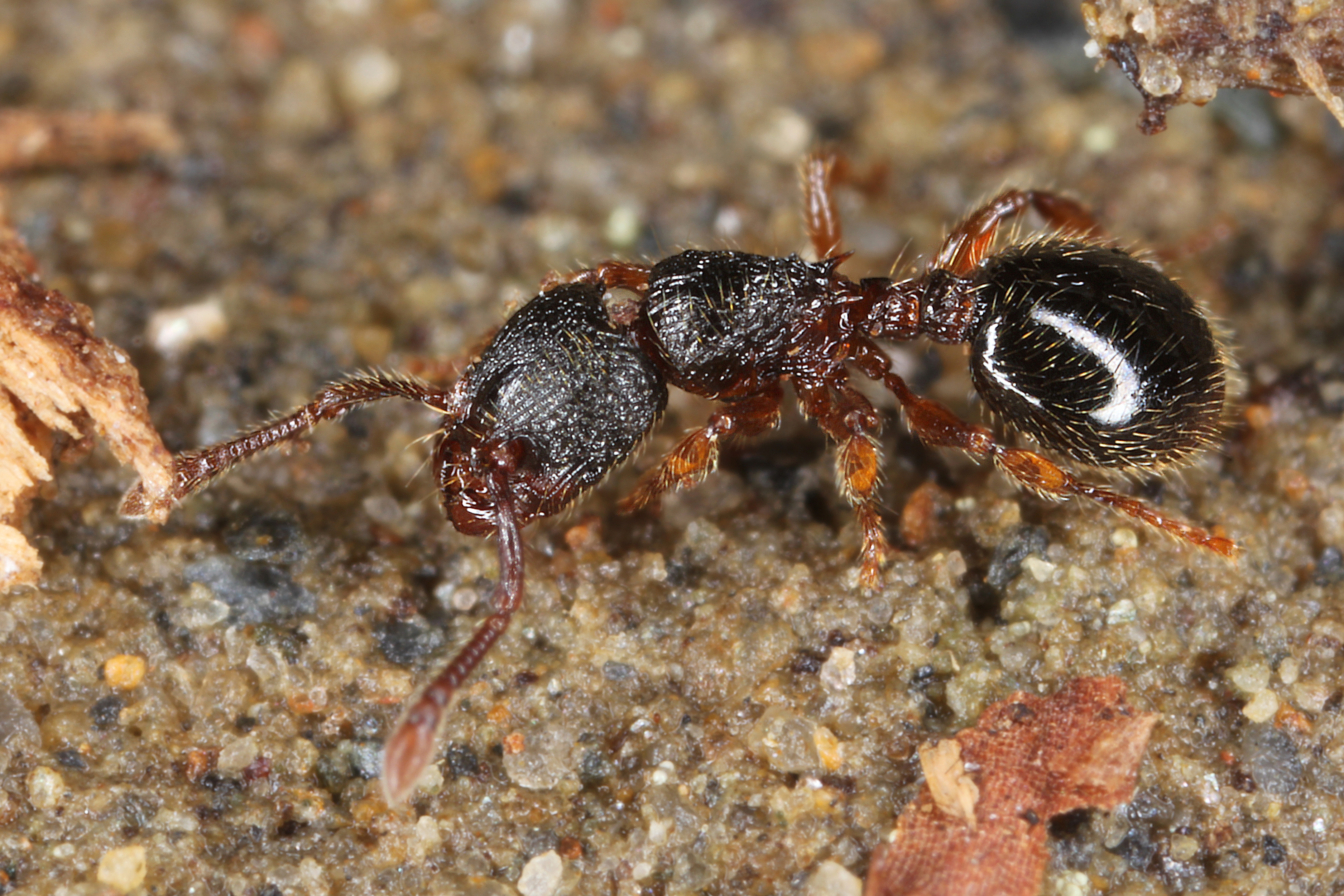 29042013135624 140 art 127 myrmecina graminicola versteckte knotenameisew1.2