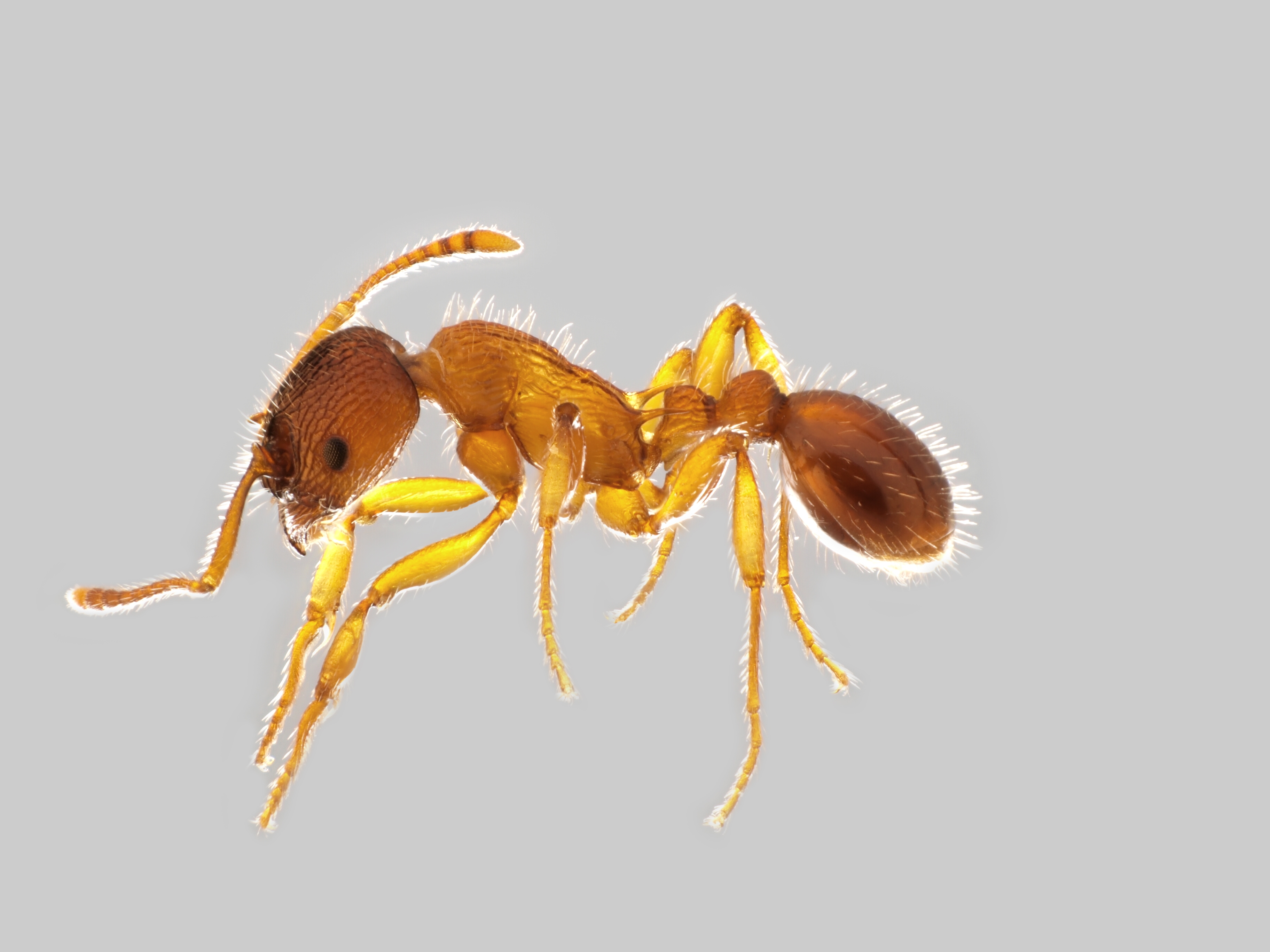 29042013135813 141 art 133 myrmica schencki mueller
