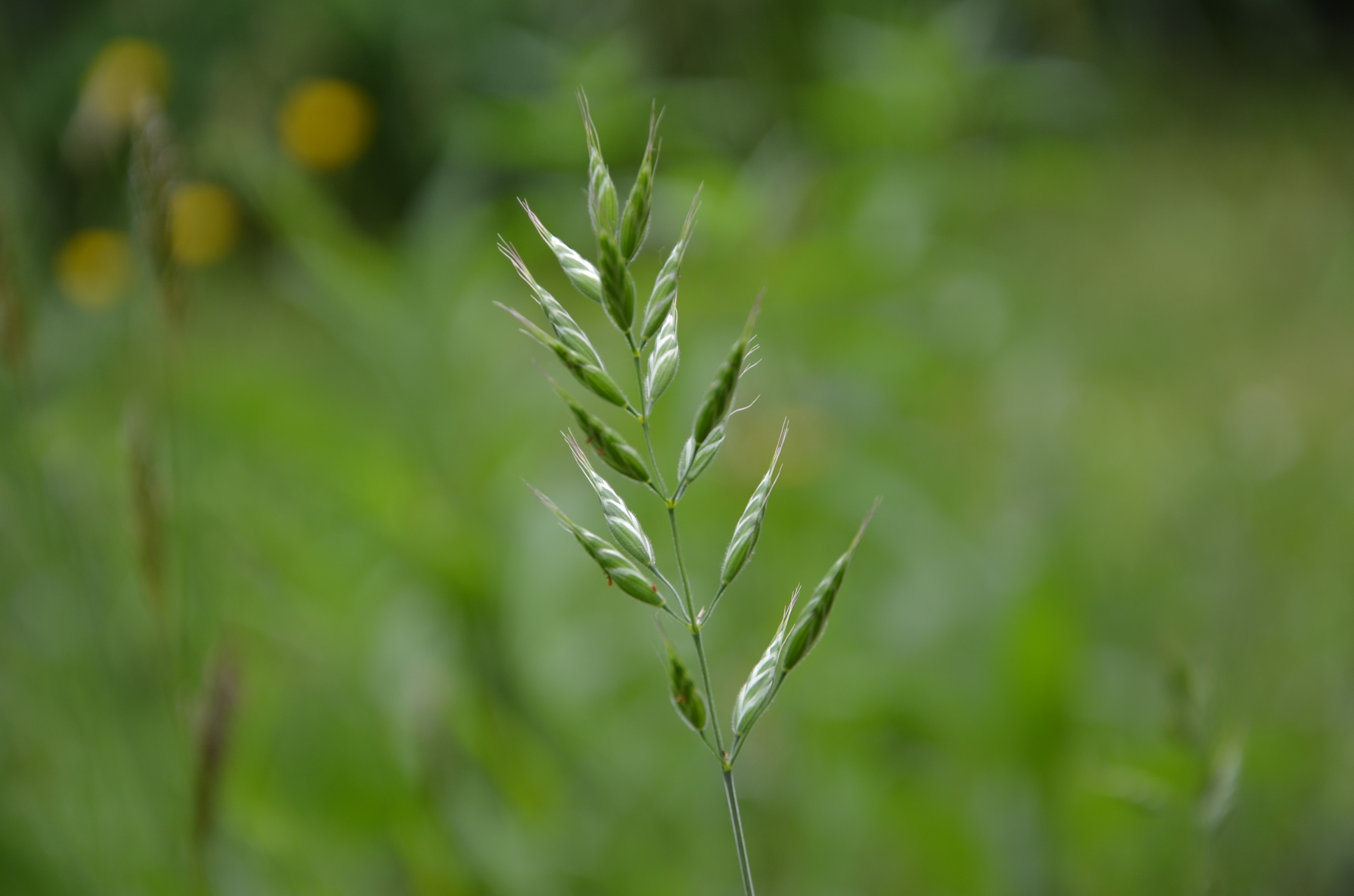 29042014110210 2354 art 1482 dsc 3635